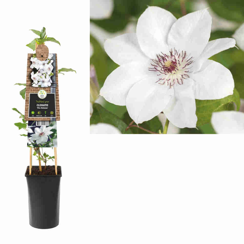 Clematis (Early Large-flowered) 'Miss Bateman' 17cm