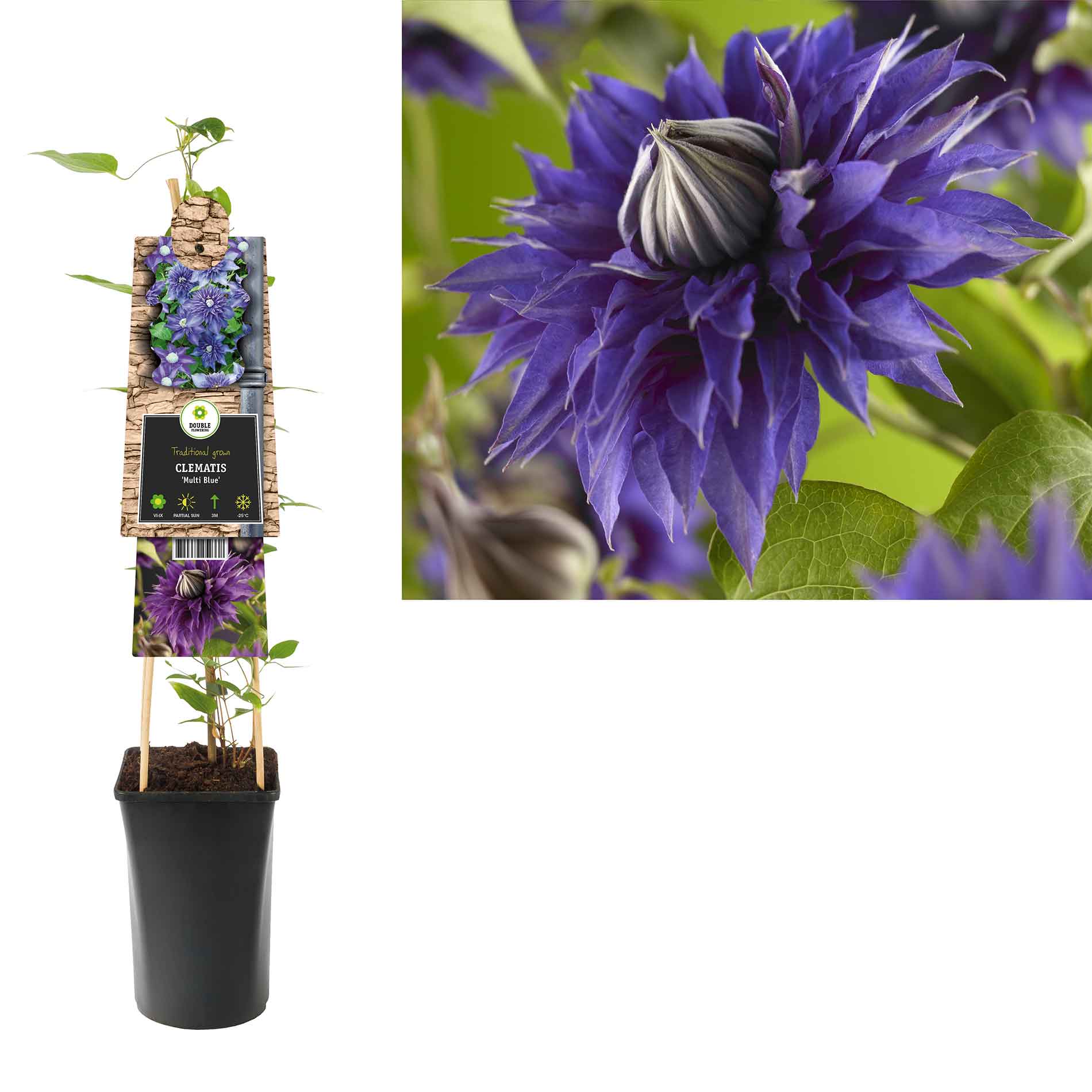 Clematis Multi Blue 2 L Kruka