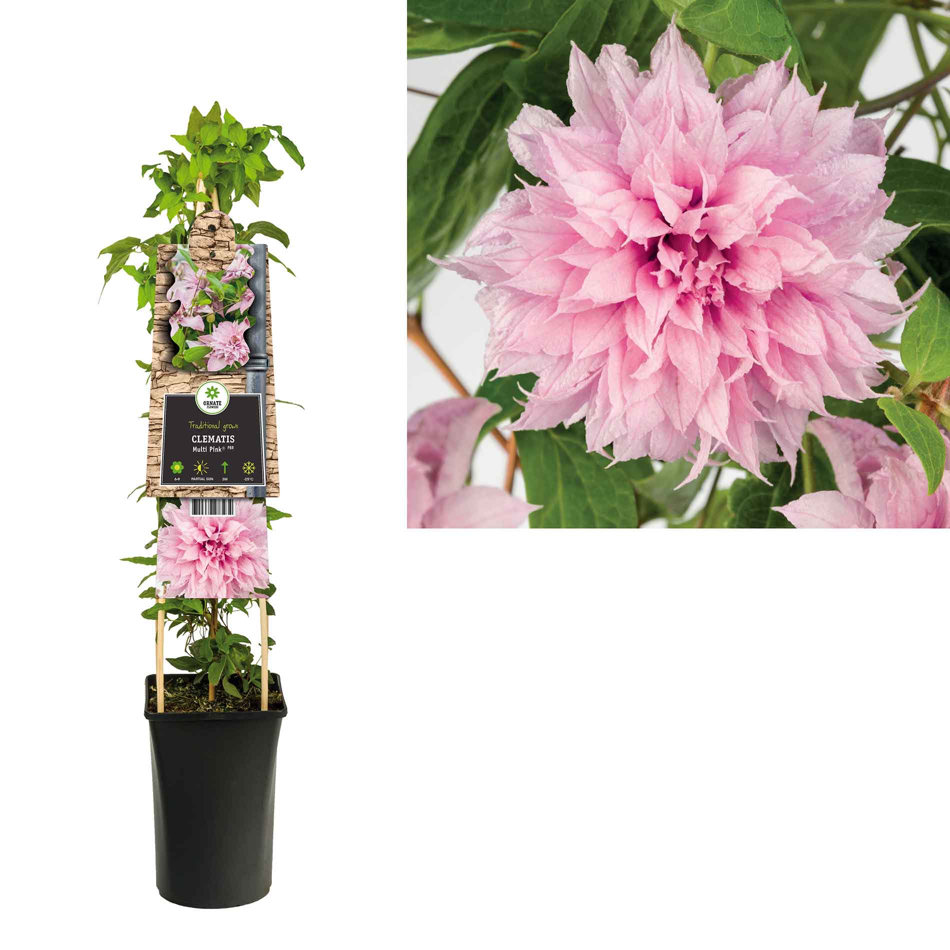 Clematis 'Multi pink'