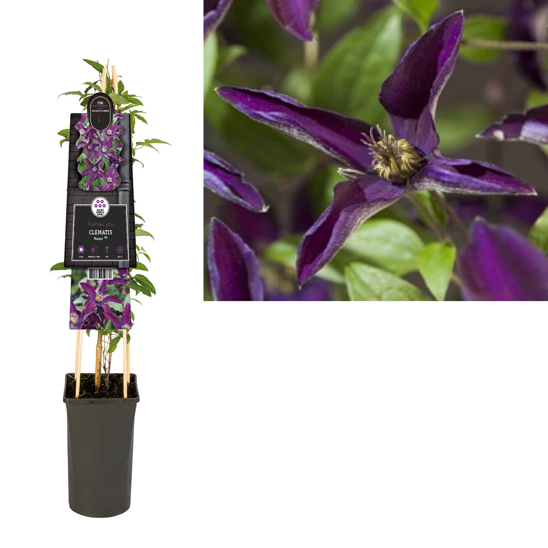 Clematis viticella Noora PBR - 2L potte
