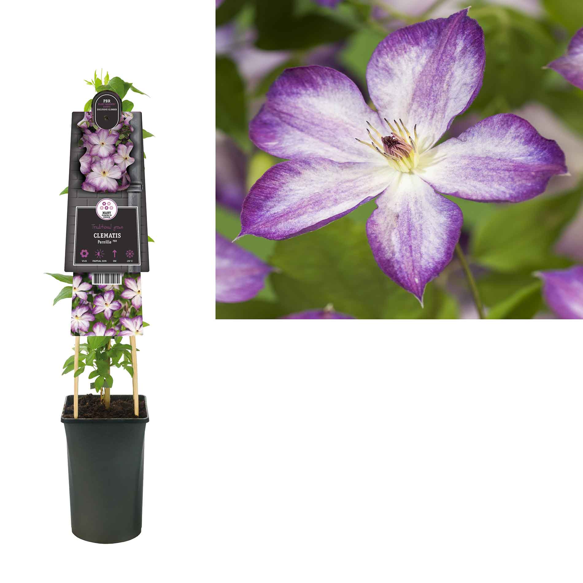 Clematis Pernille 17cm