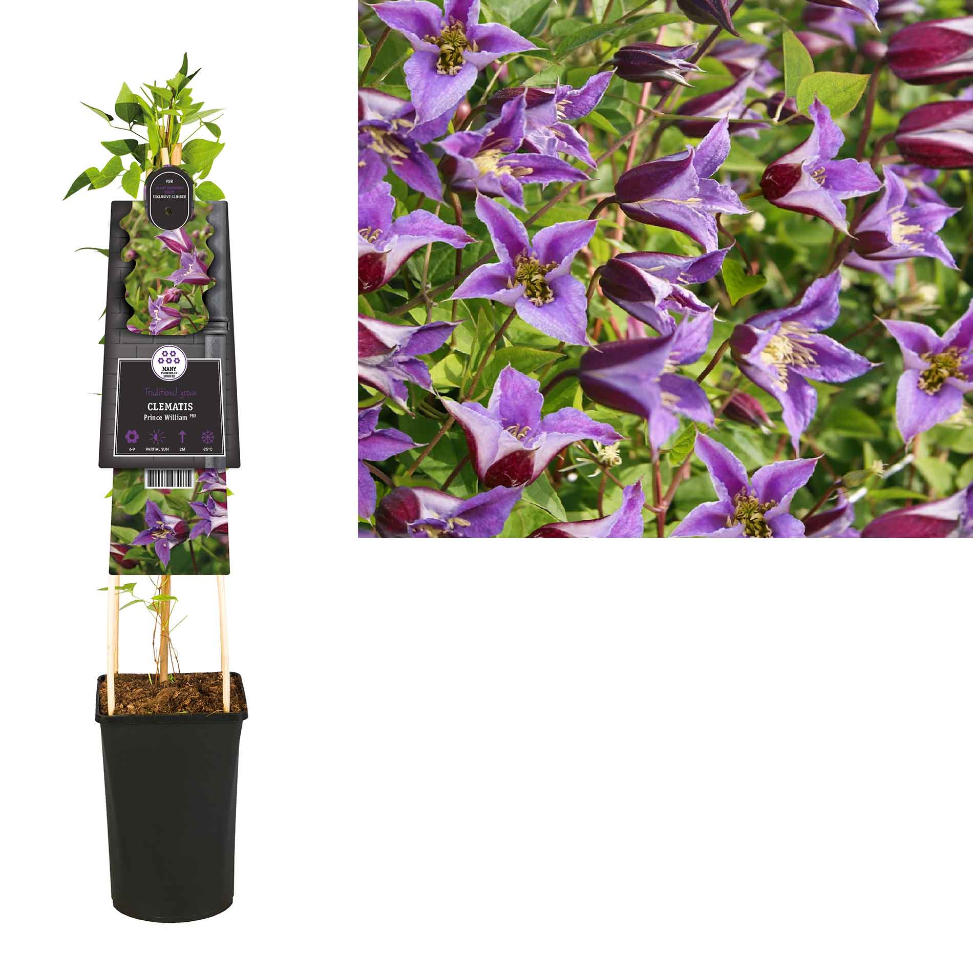 Clematis Prince William PBR