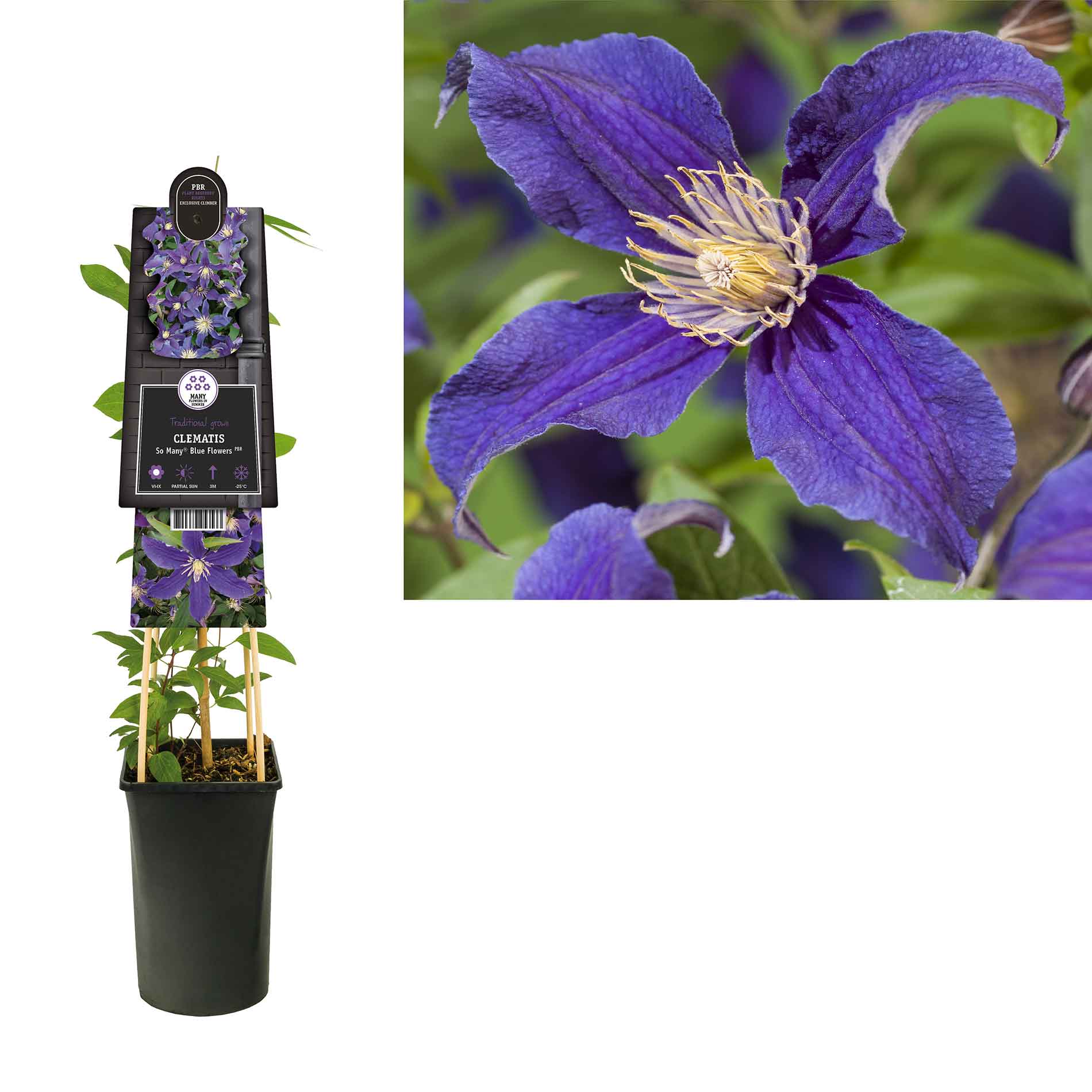 Clematis So many  blue flowers 17cm