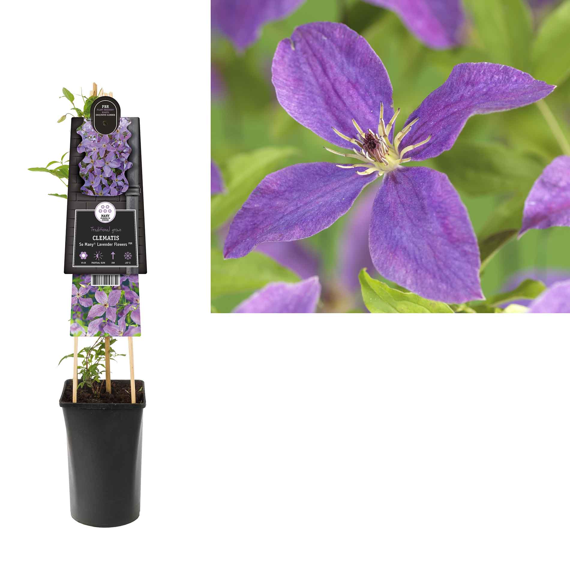 Clematis So many lavender flowers 17cm