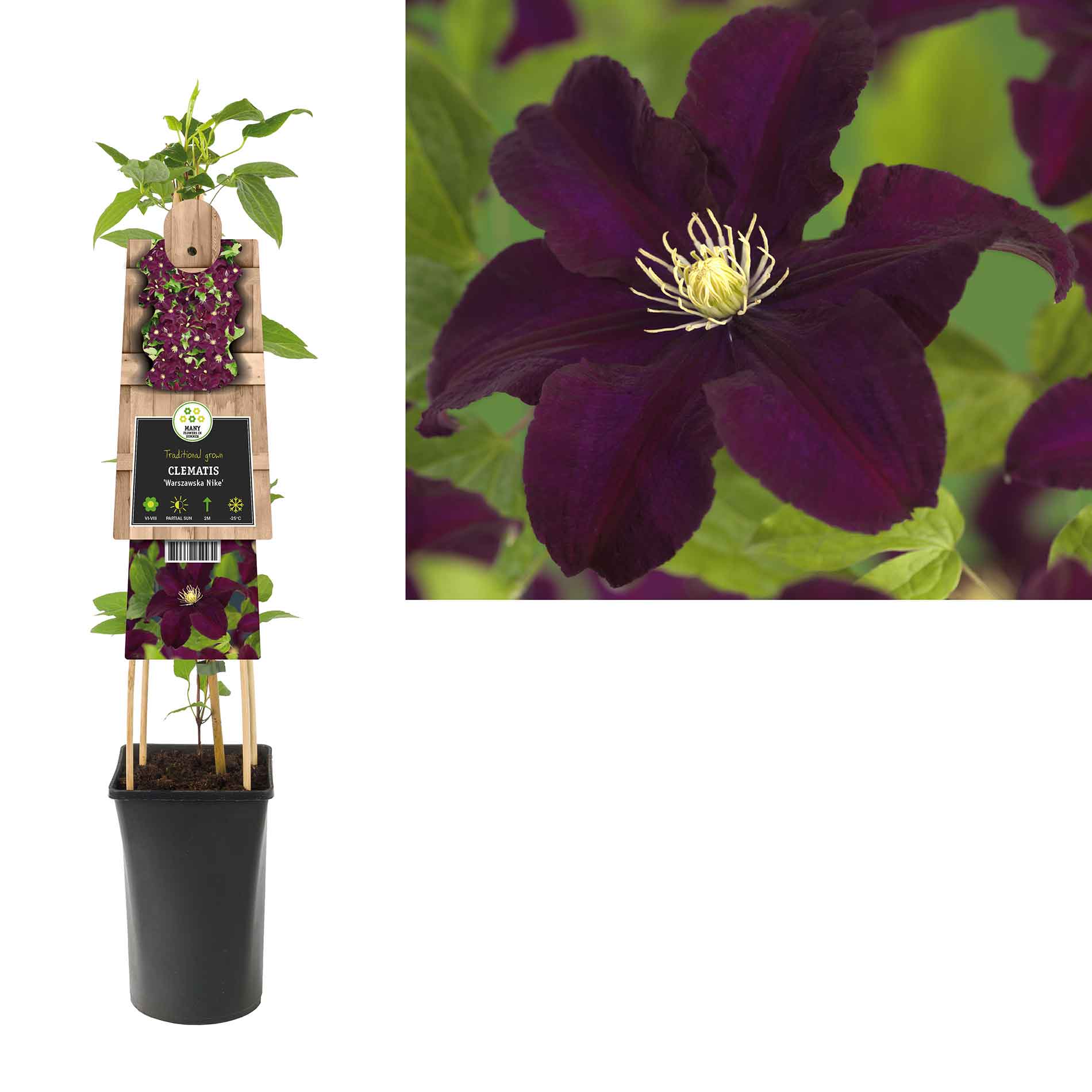 Clematis 'Warszawska Nike' 17cm