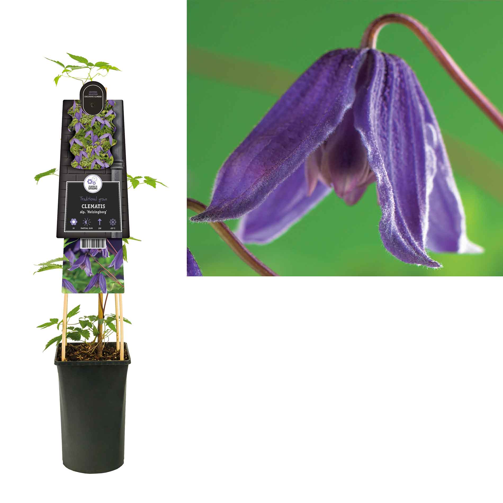 Clematis (Atragene) 'Helsingborg' 17cm