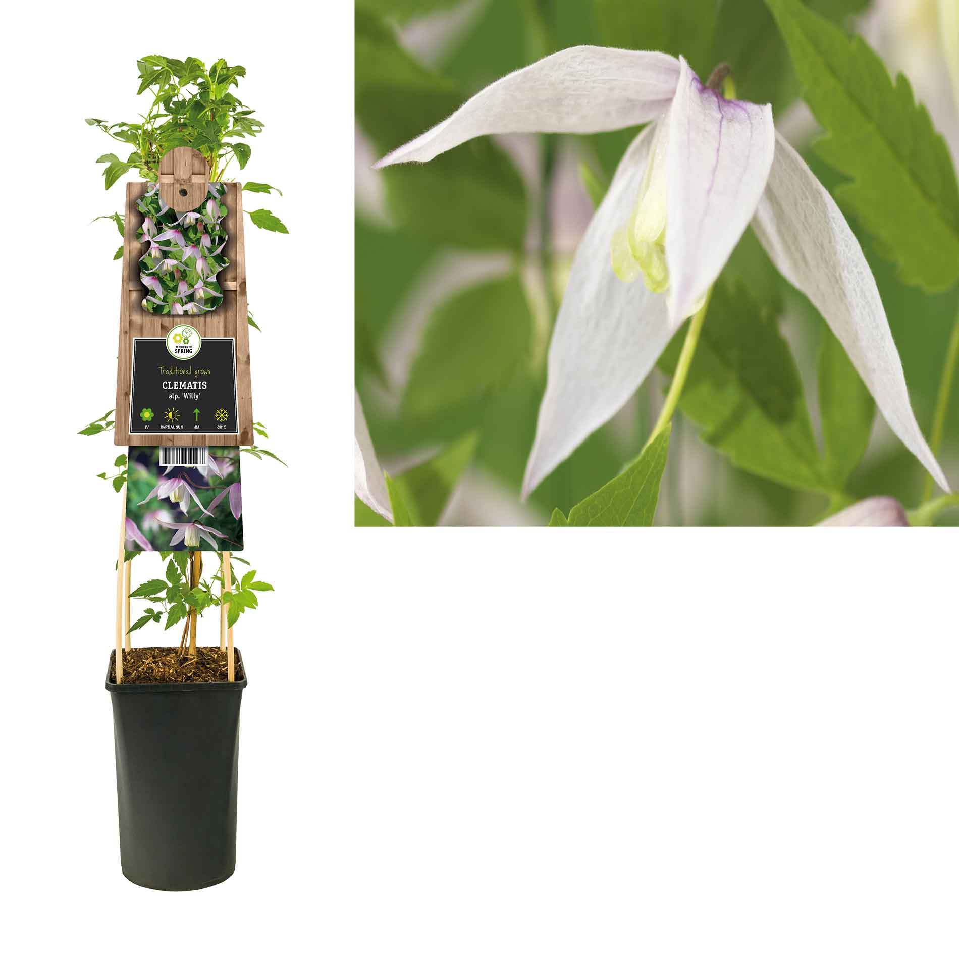 Clematis (Atragene) 'Willy' 17cm