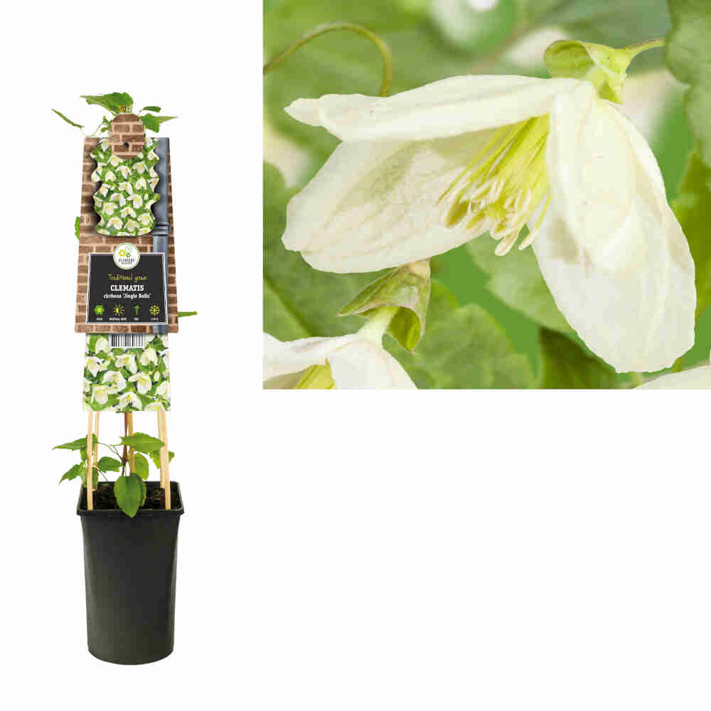 Clematis cirrh. 'Jingle Bells' C2.5 4st