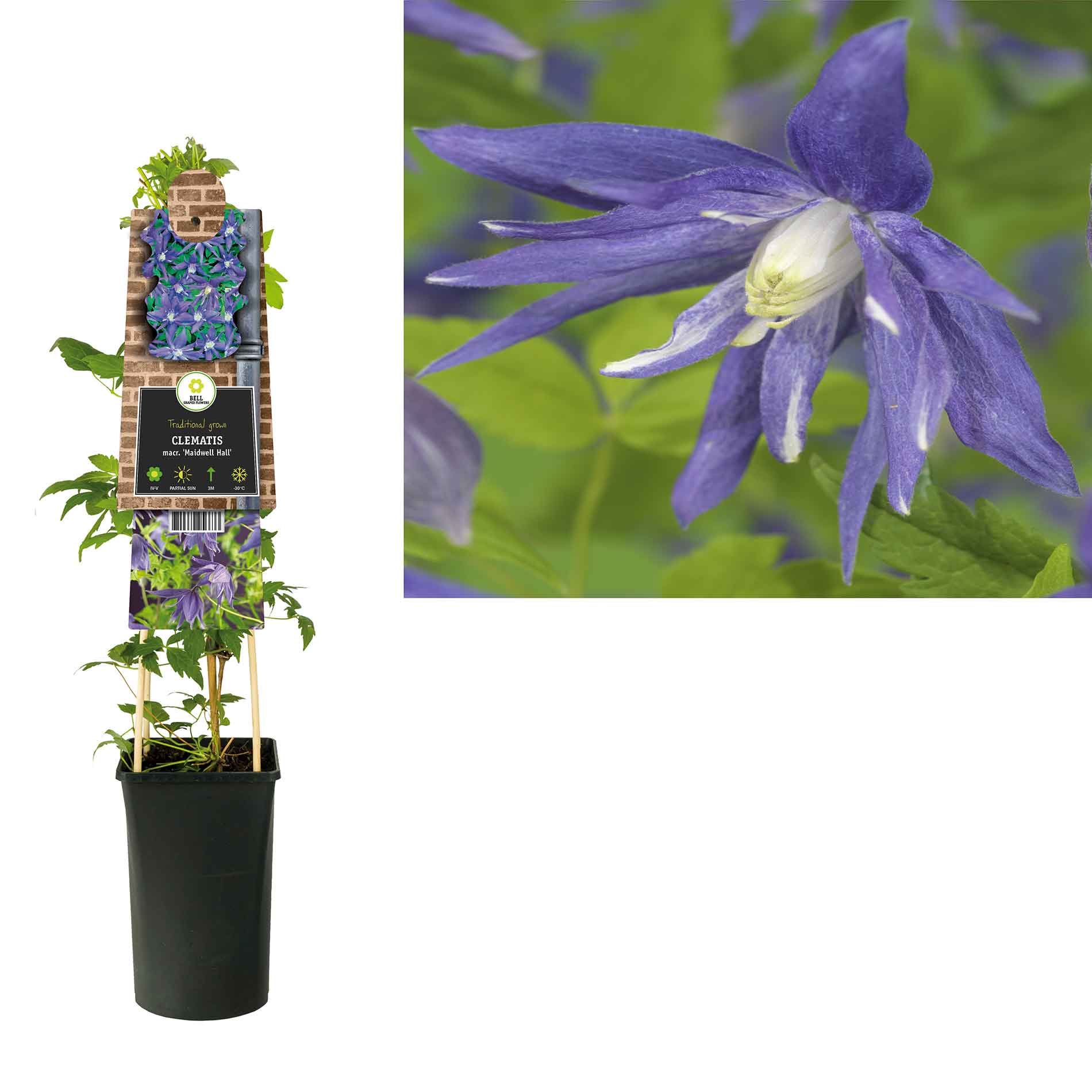 Clematis (Atragene) 'Maidwell Hall' 17cm