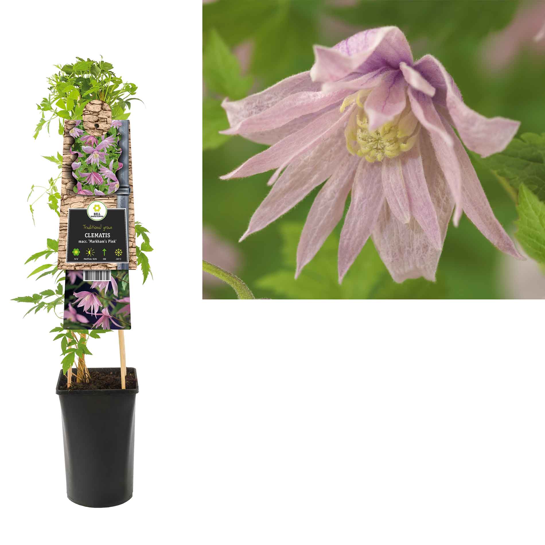 Clematis (Atragene) 'Markham's Pink' 17cm