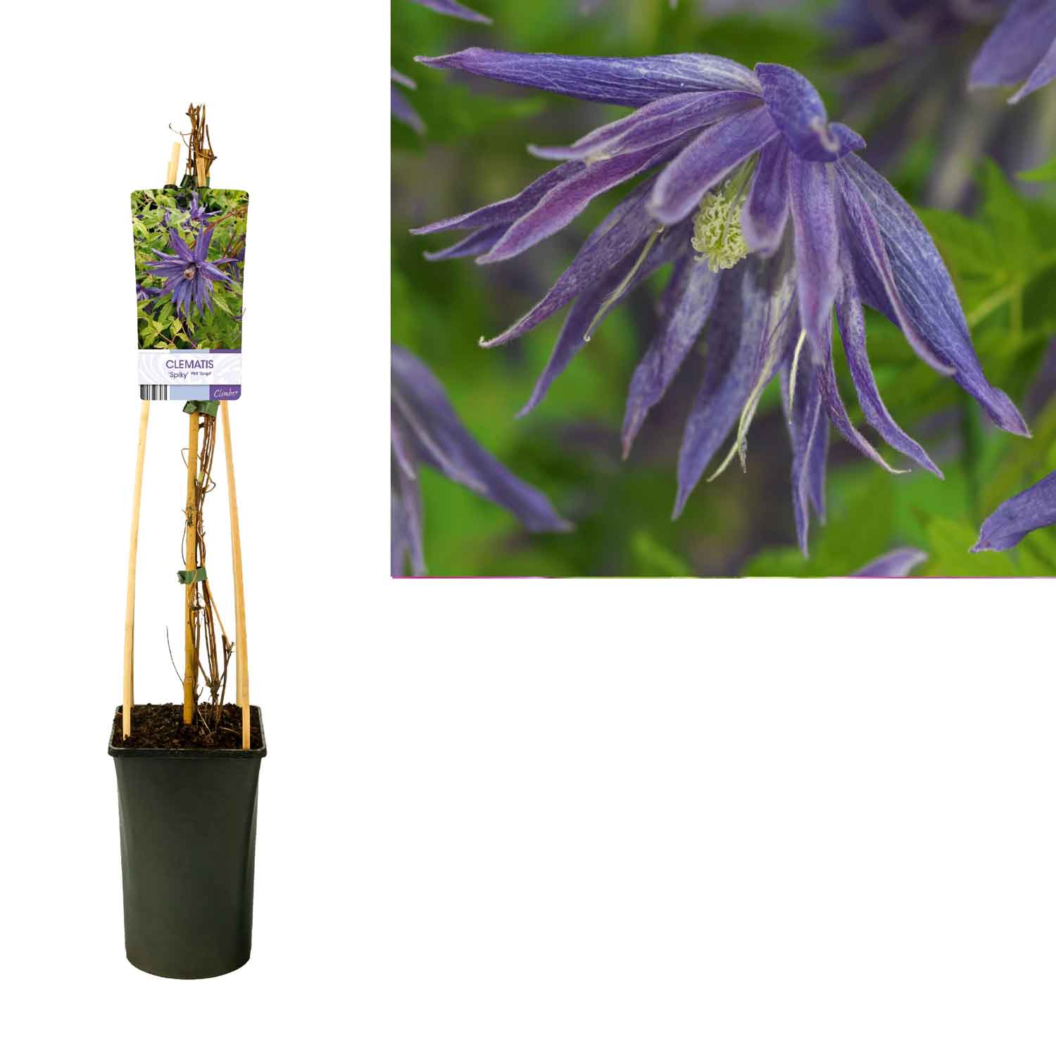 Clematis 'Spiky' C2.5 4pcs