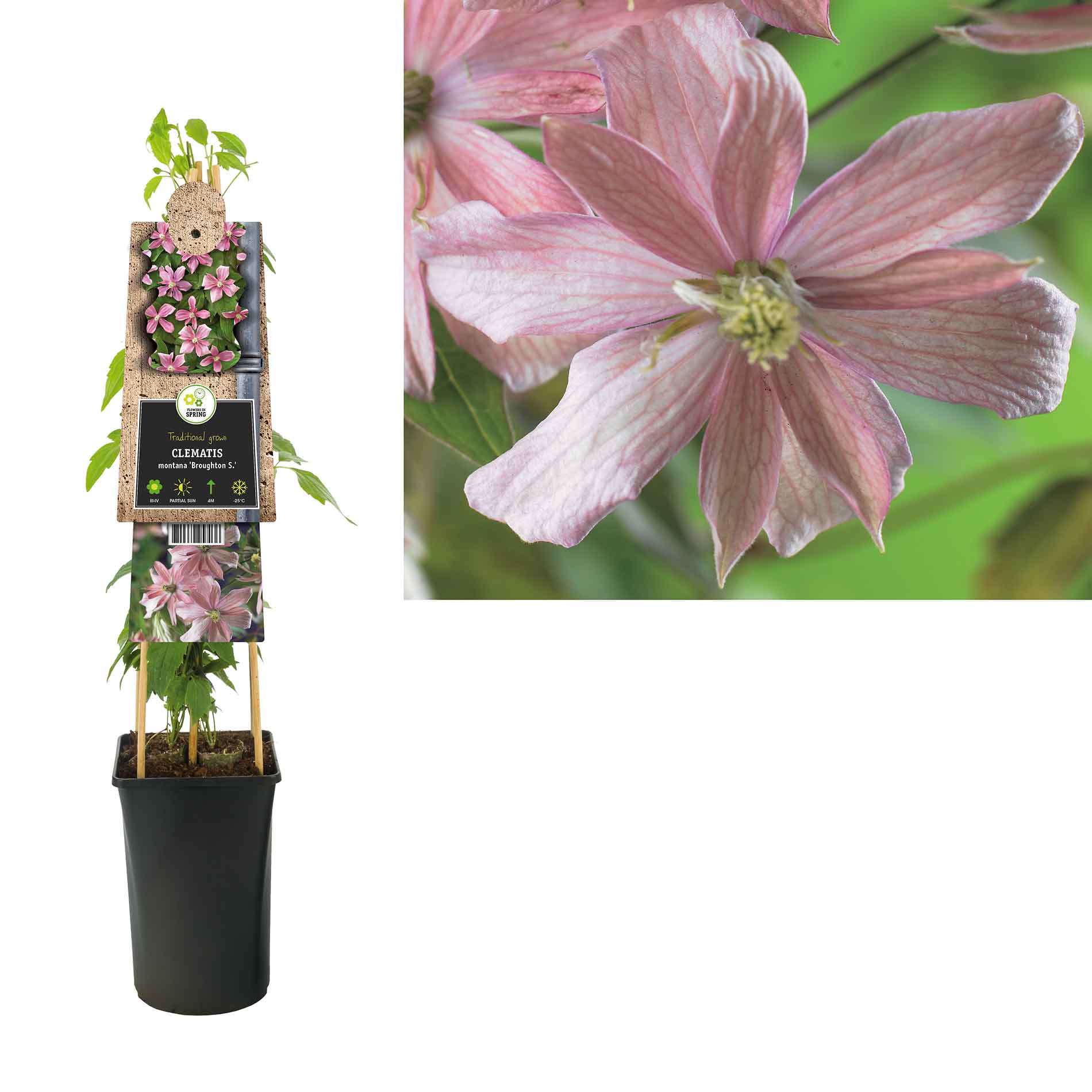 Clematis (Montana) 'Broughton Star' 17cm