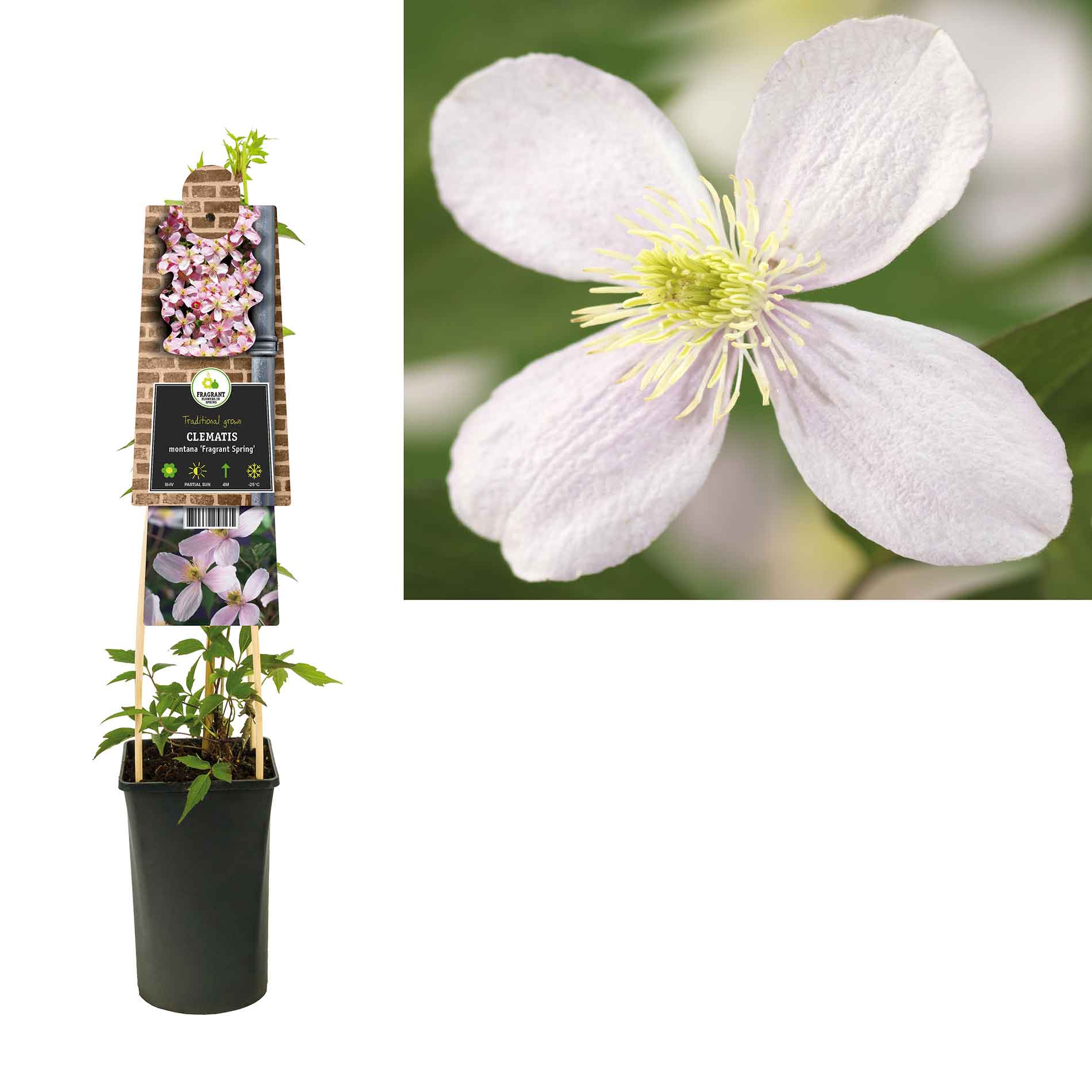 Clematis montana 'Doftande vår'