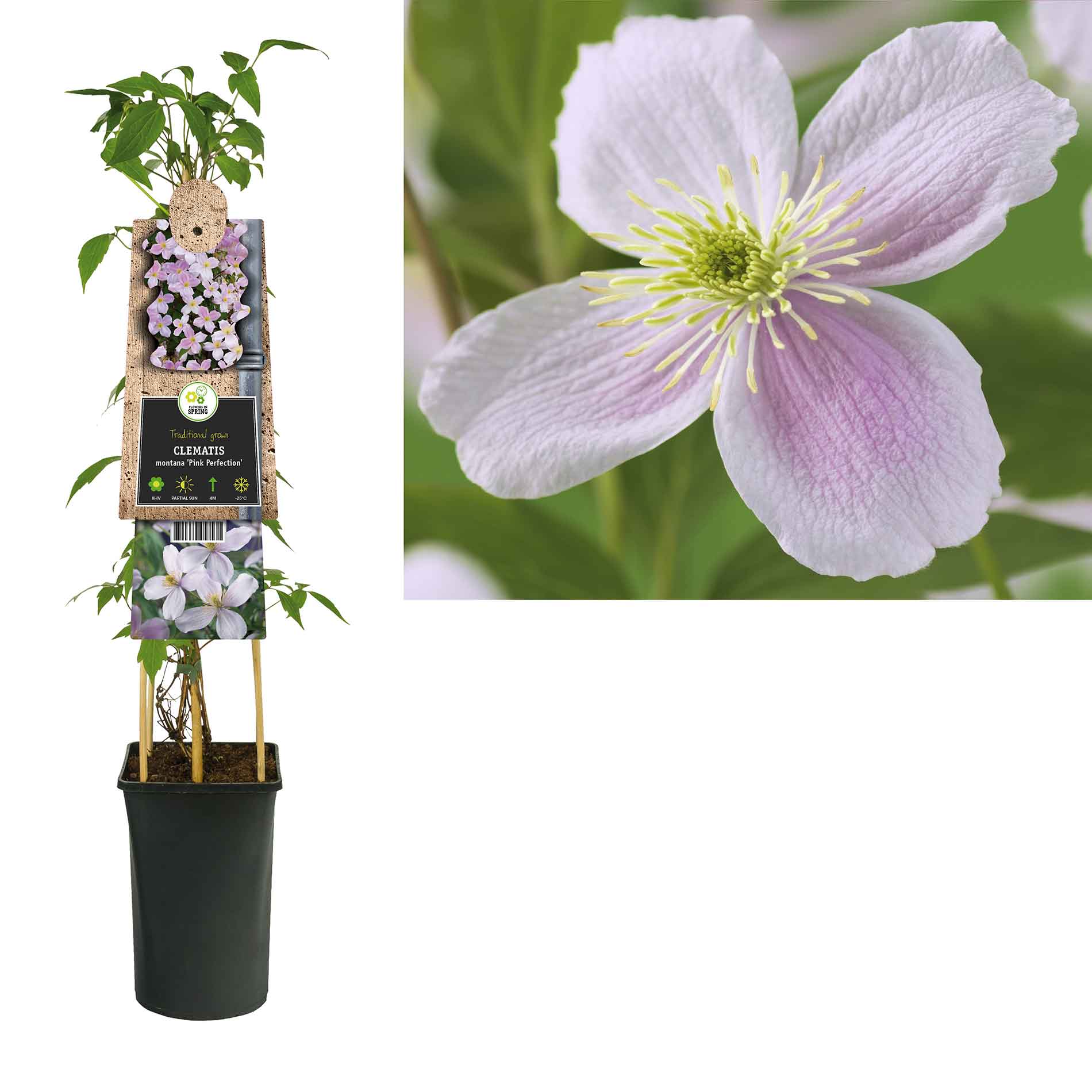Clematis (Montana) 'Pink Perfection' 17cm