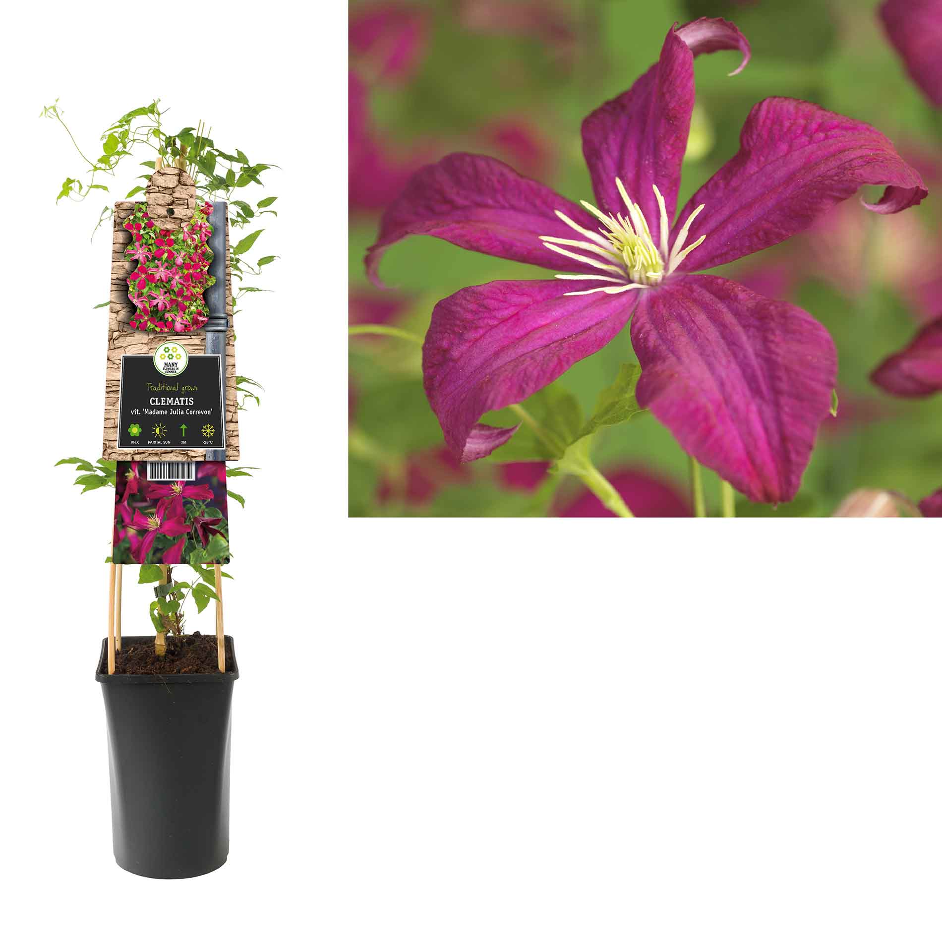 Clematis vit. 'Madame Julia Correvon'