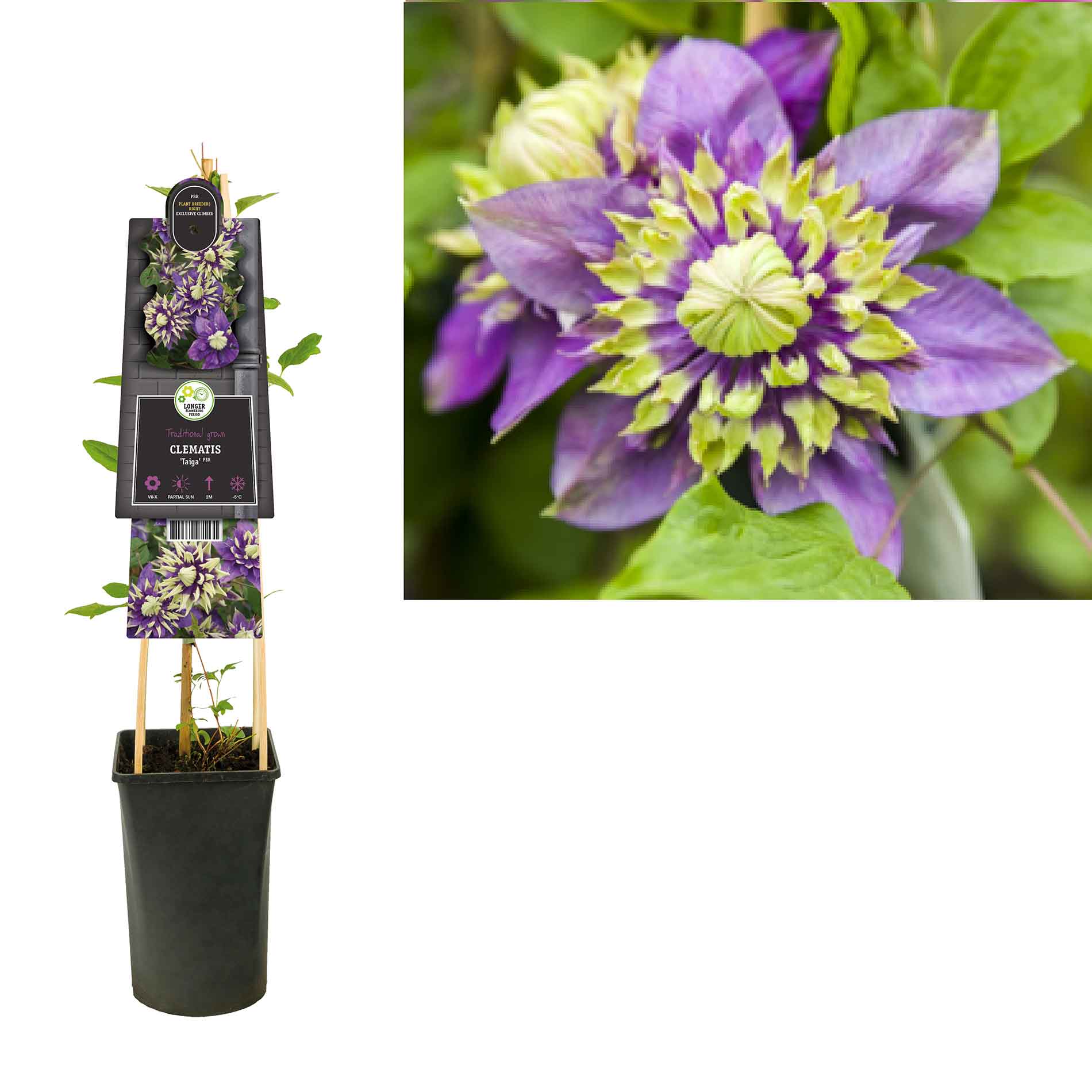Clematis Florida taiga 17cm
