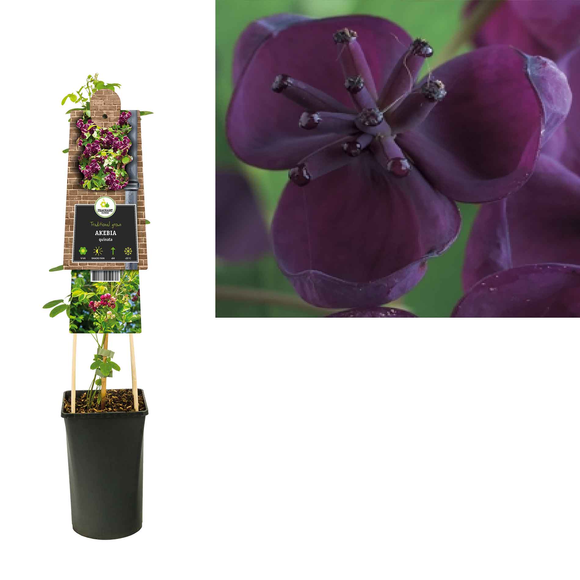 Akebia quinata 17cm