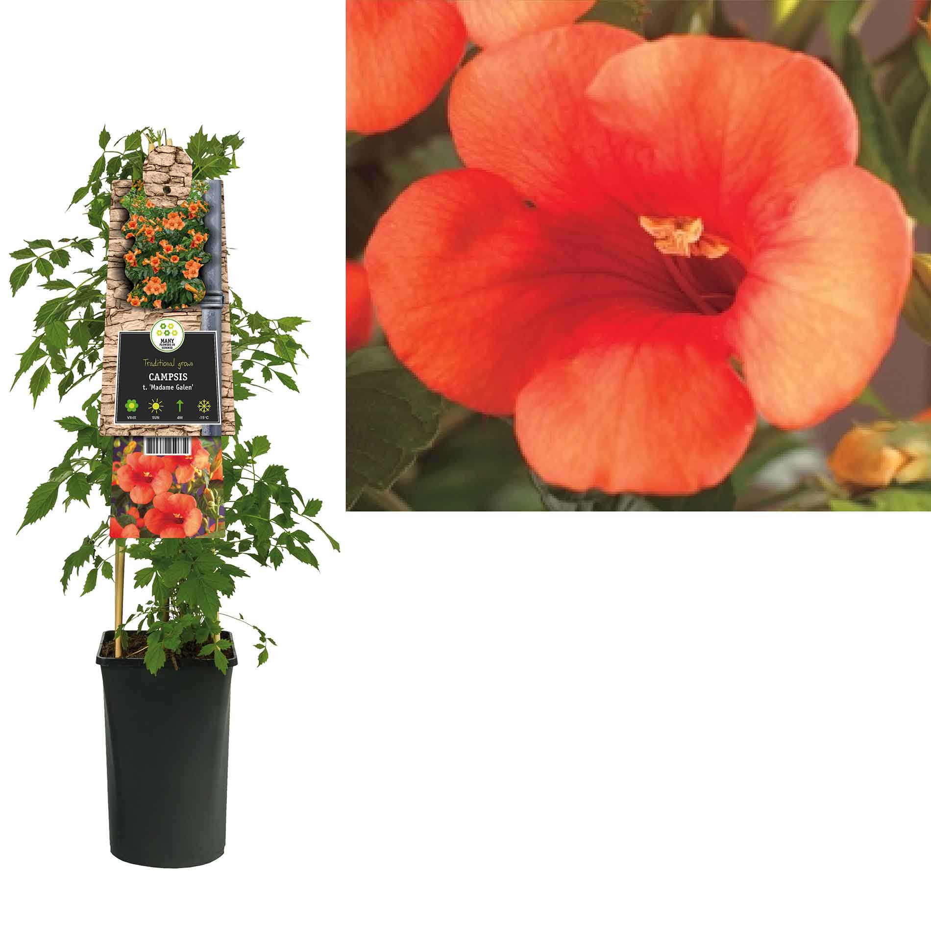 Campsis tagliabuana 'Madame Galen' 'Madame Galen'