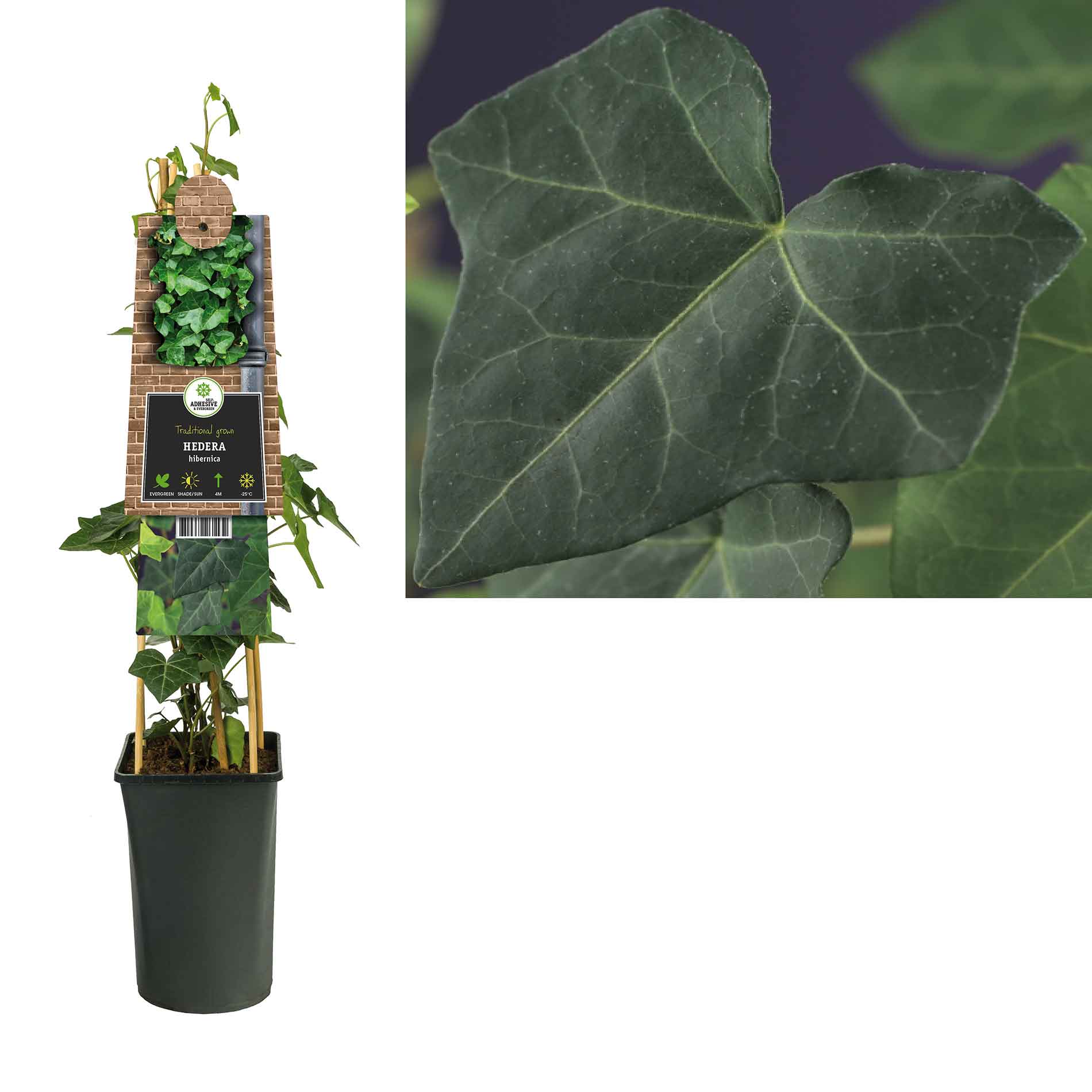 Hedera hibernica 23cm pot