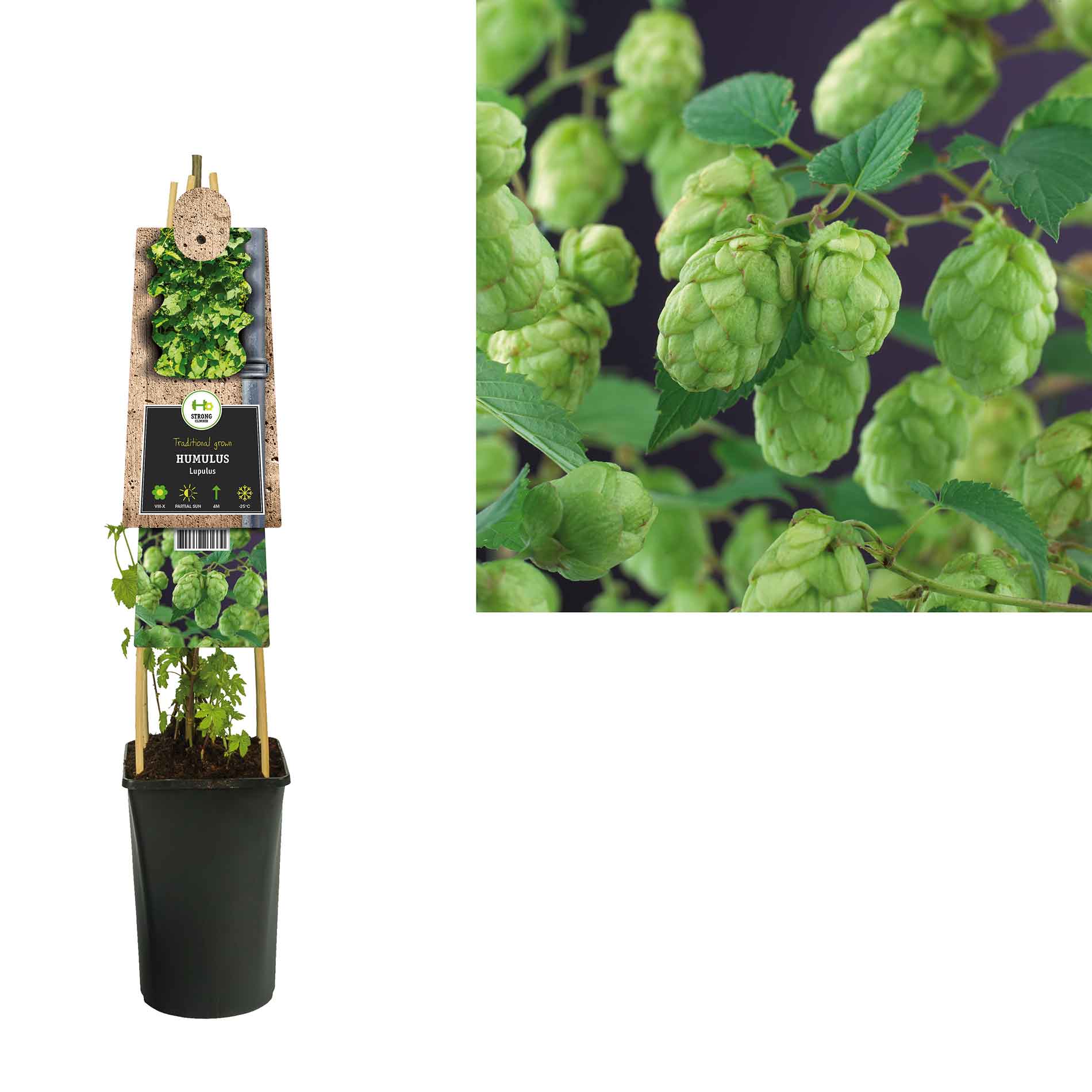 Hop plant - Humulus lupulus Nordbrau