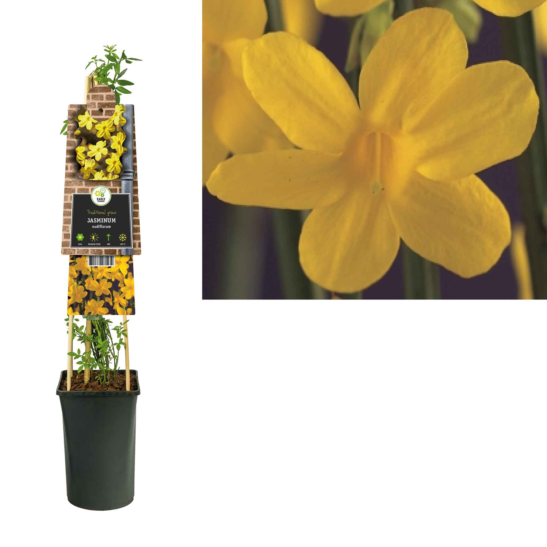 Jasminum nudiflorum New etiket 17cm