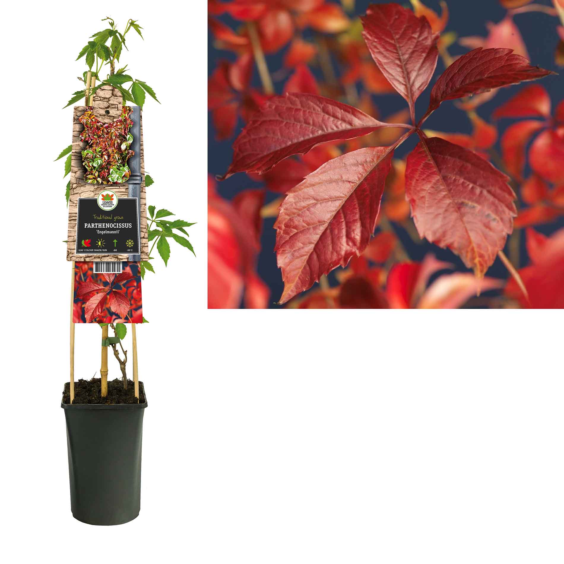 Parthenocissus qui. Var. Engelmanii