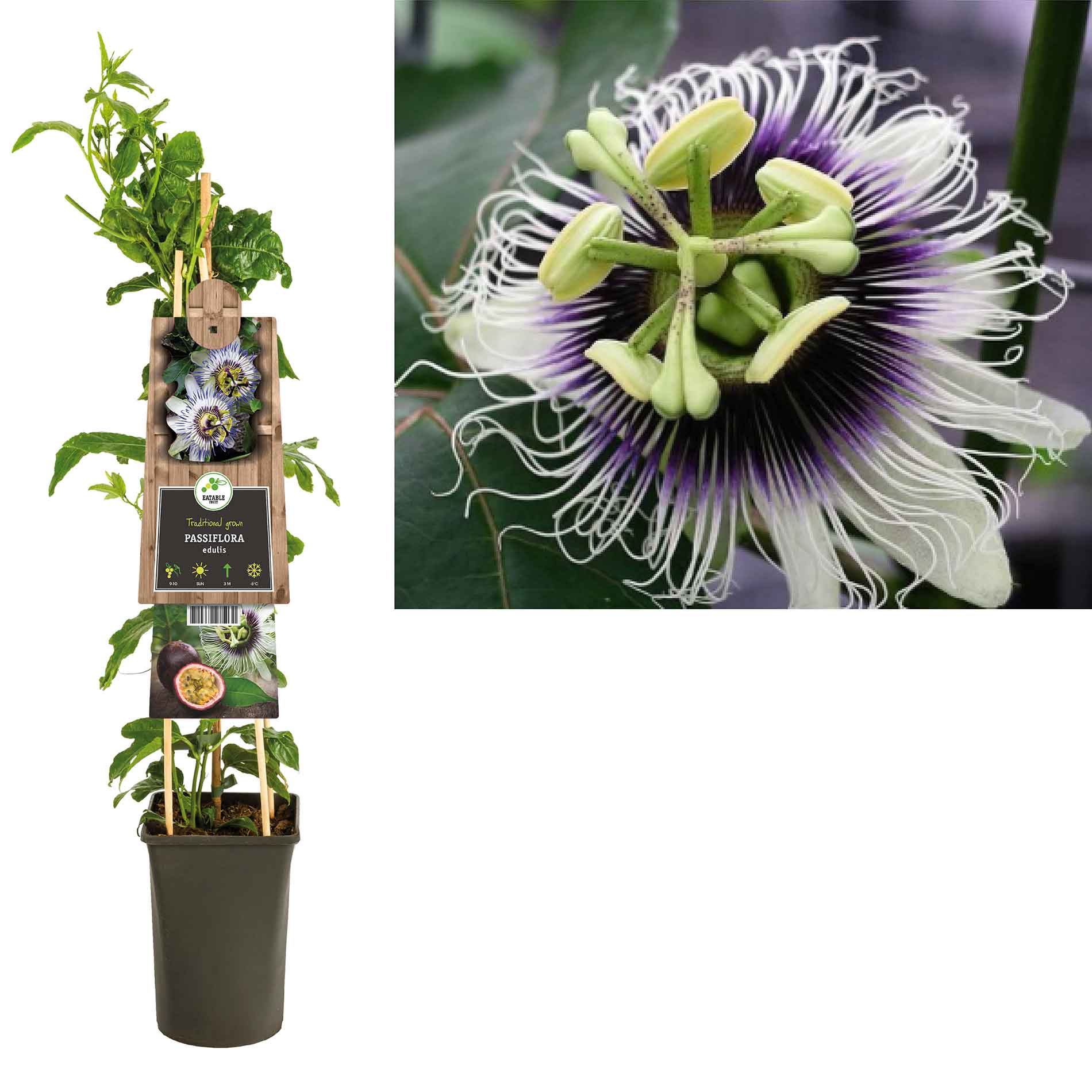 Passiflora Edulis 17cm