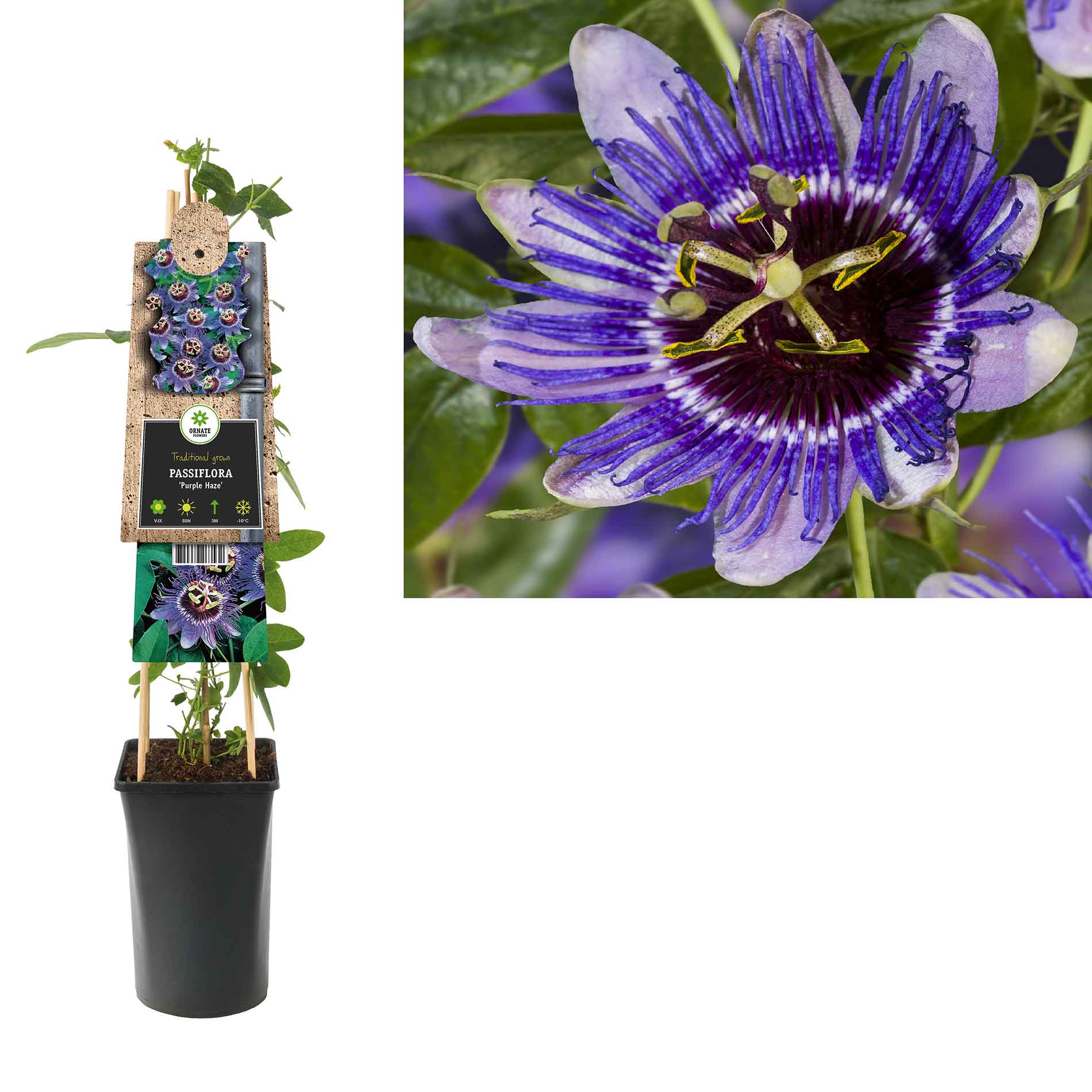 Passiflora 'Purple Haze' 17cm