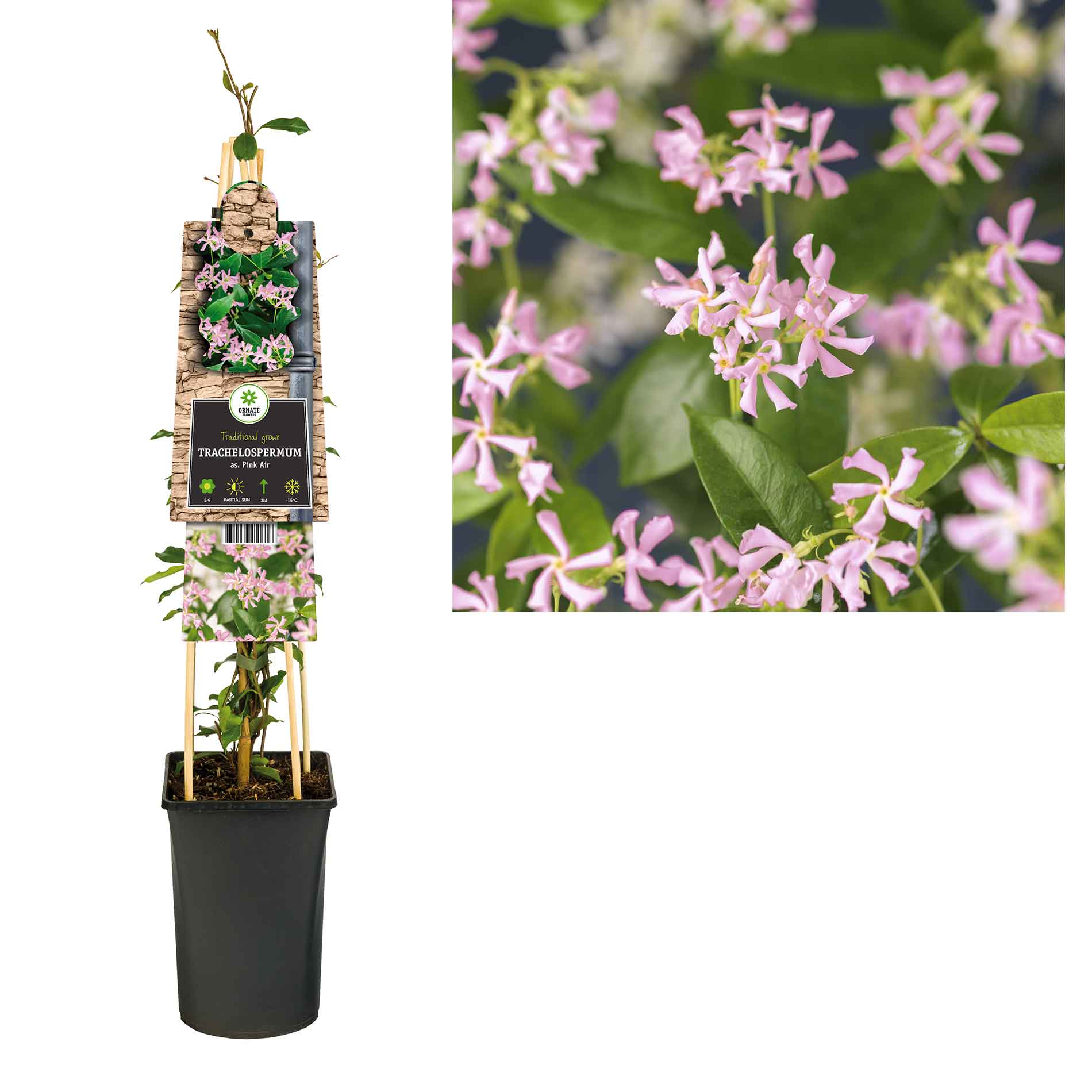 Trachelospermum as. Pink Air