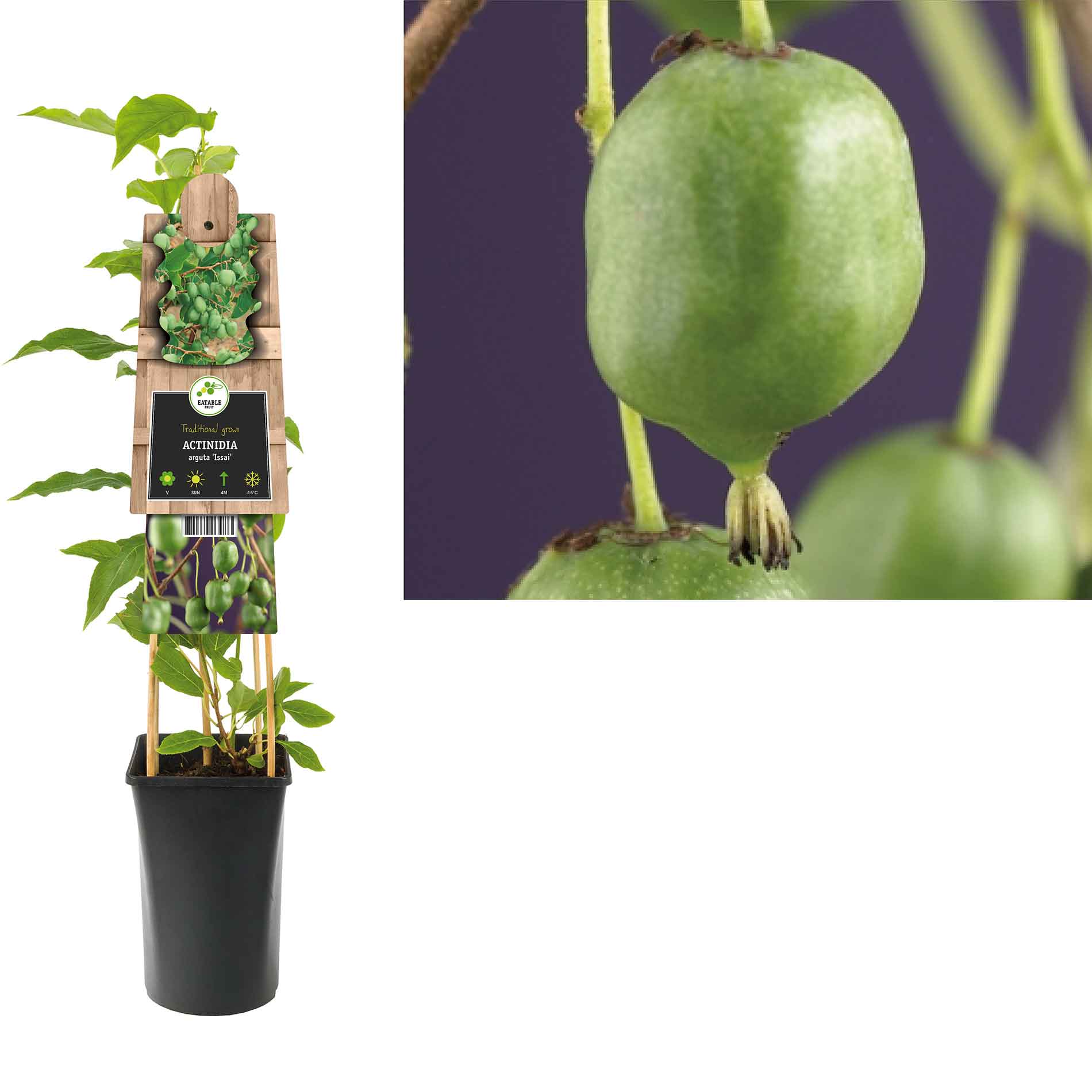 Actinidia arguta 'Issai' 17cm