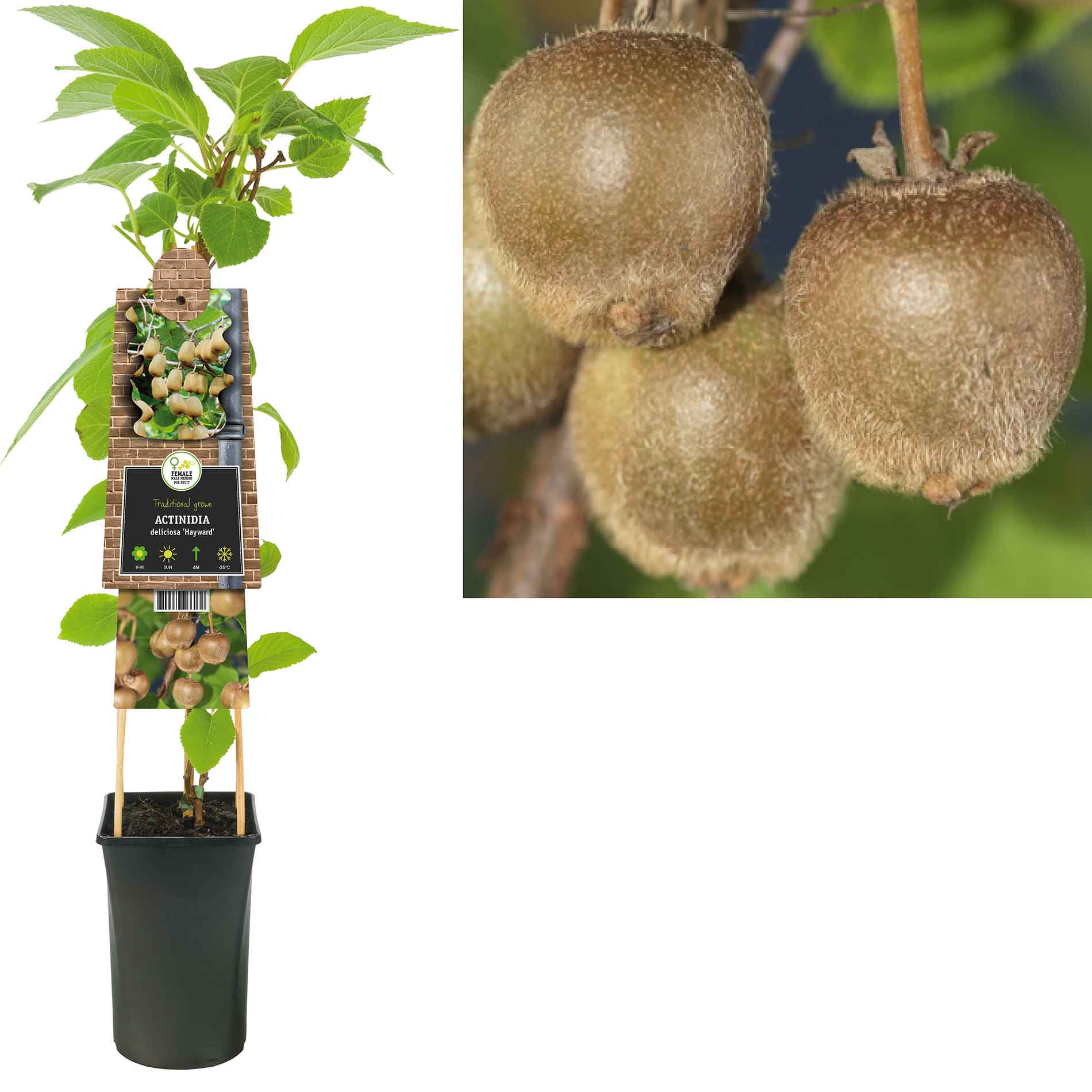 Actinidia deliciosa 'Hayward'