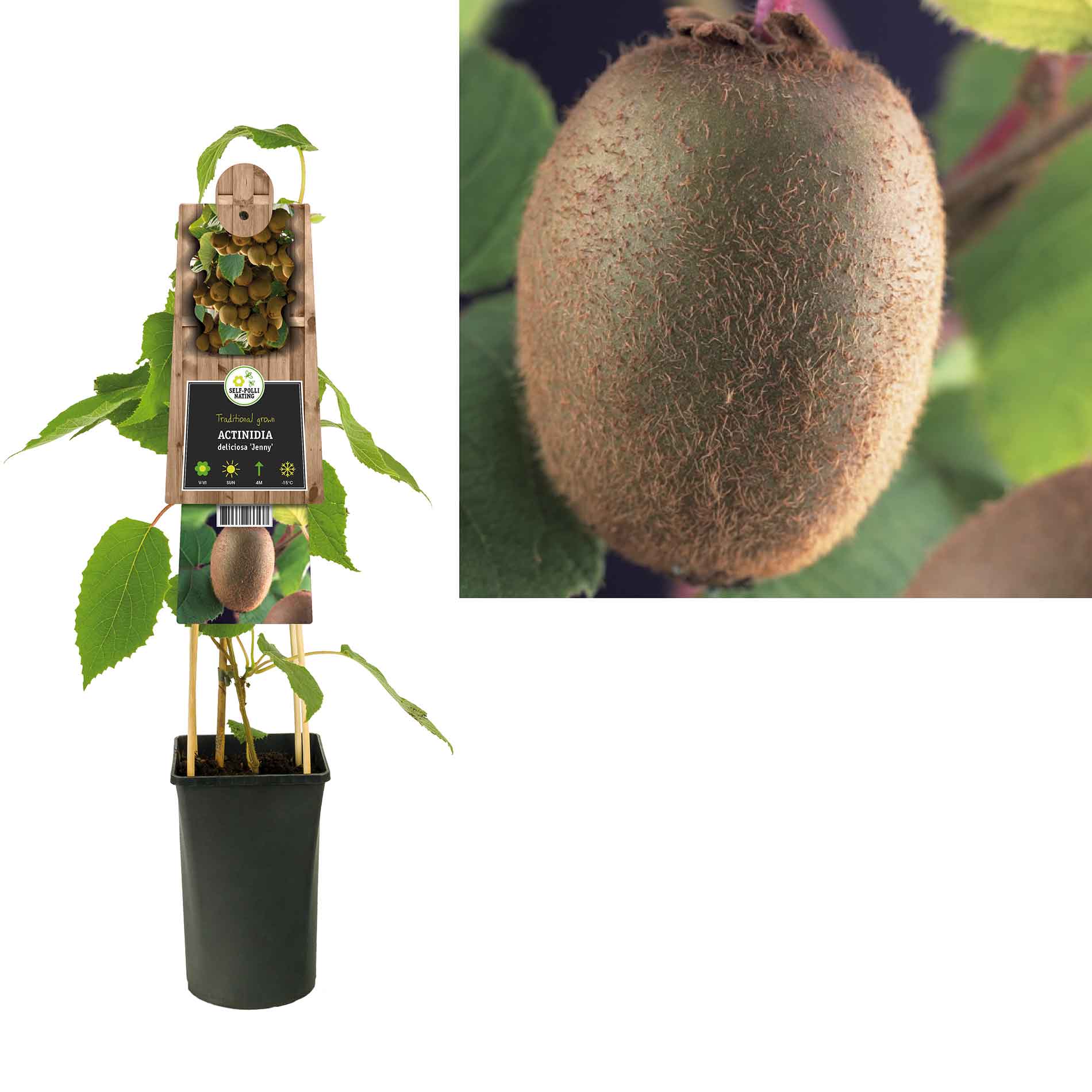 kiwi fruit plant in pot Kiwi - Actinidia deliciosa 'Jenny'