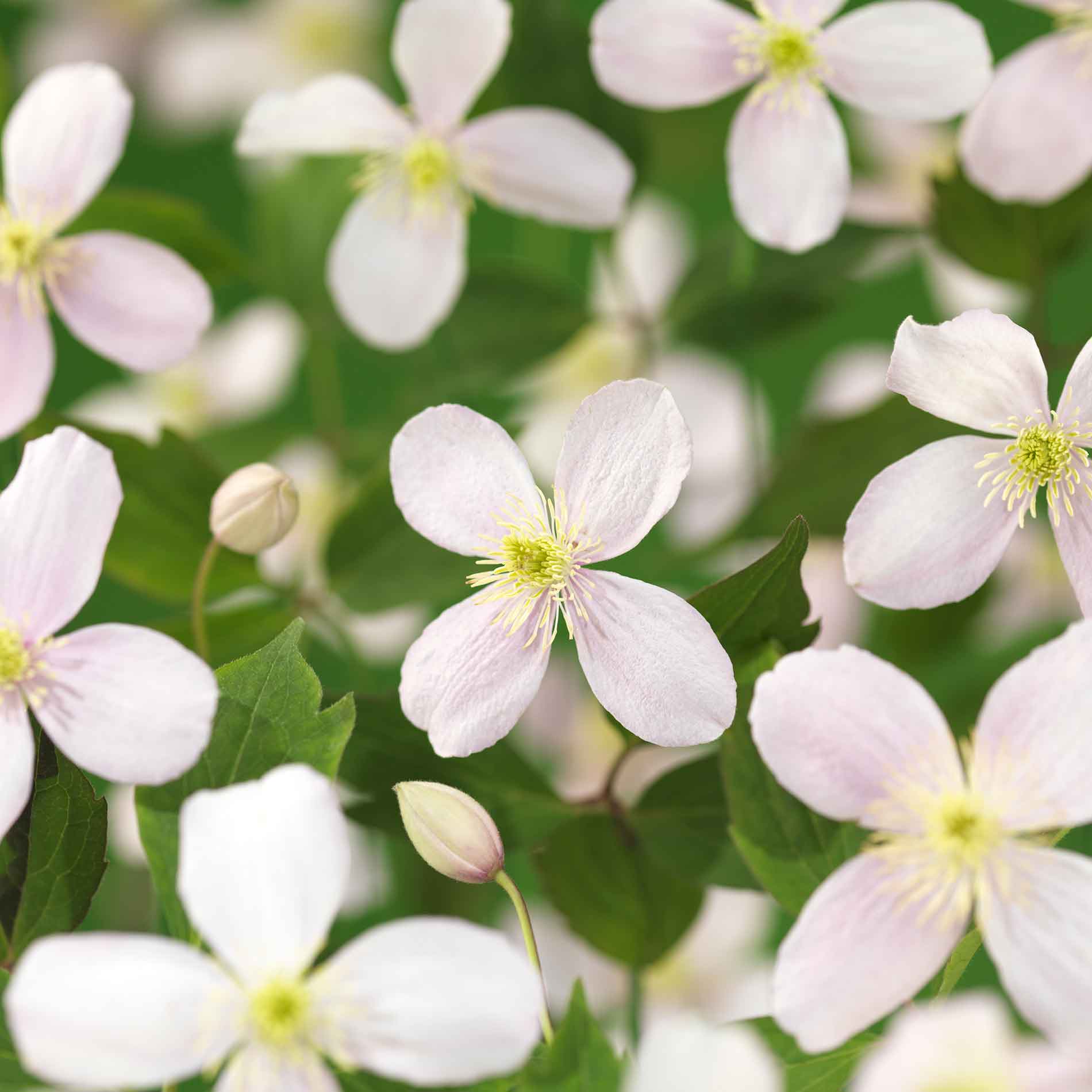Clematis montana 'Doftande vår'