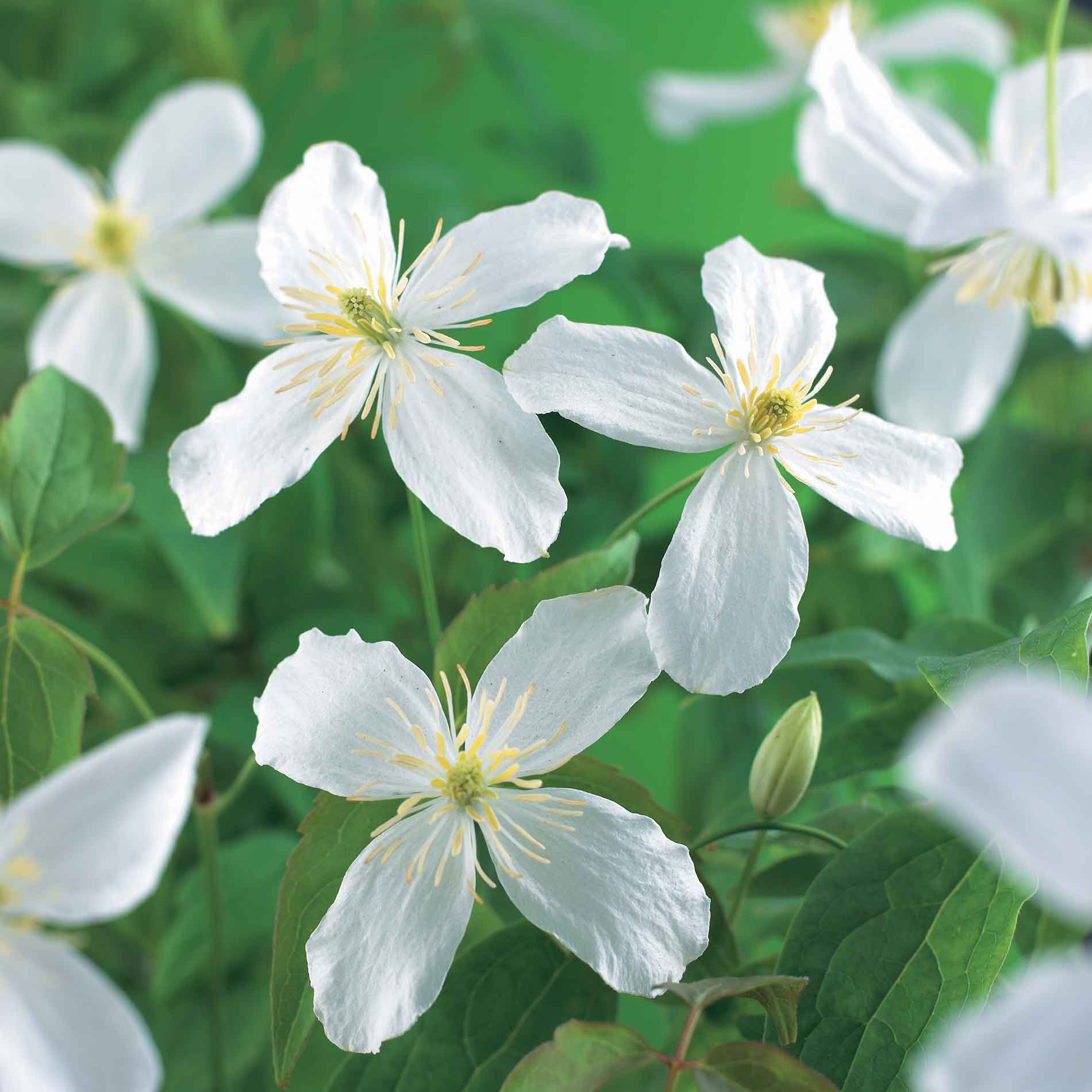 Clematis montana Grandiflora White Cl