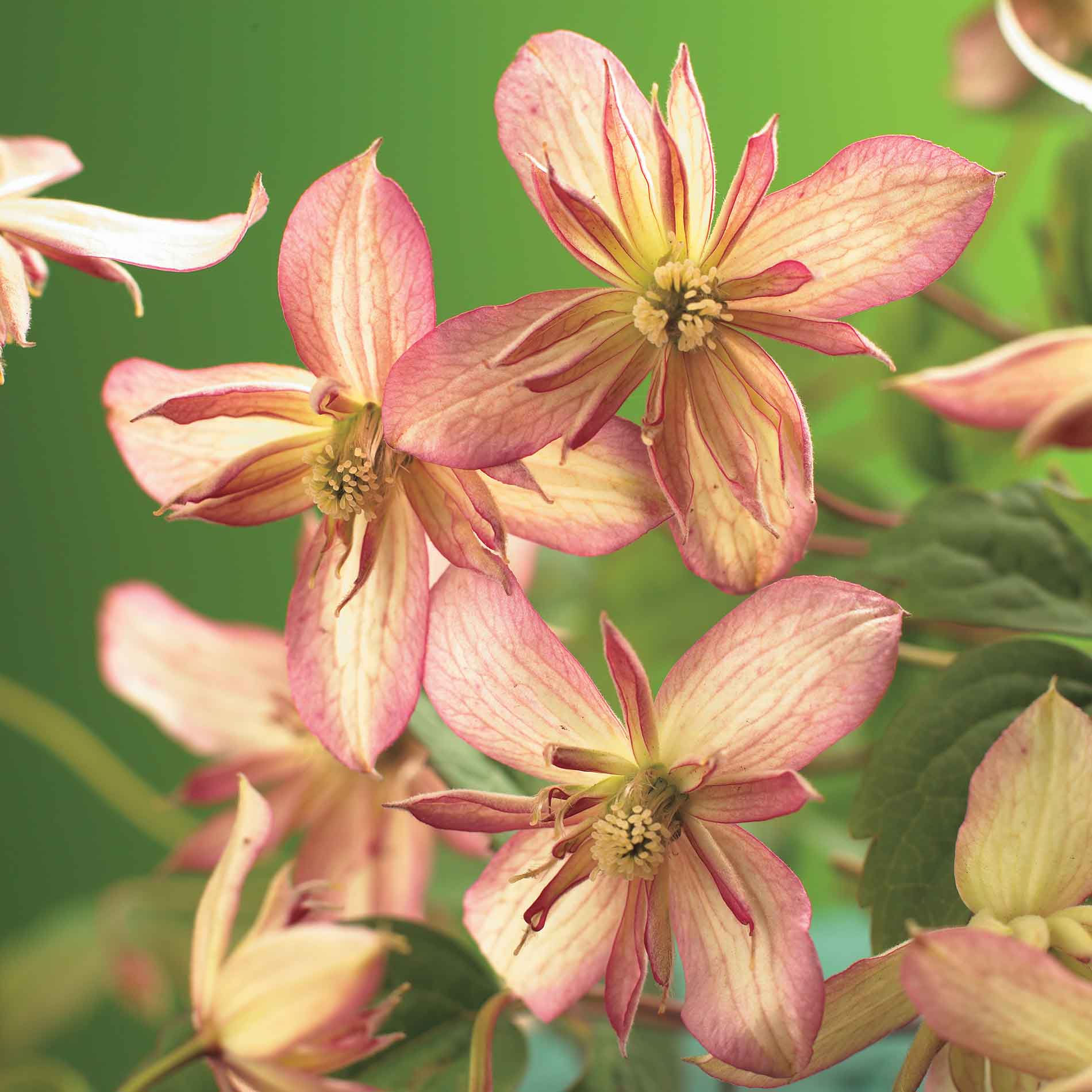 Clematis montana 'Marjorie'