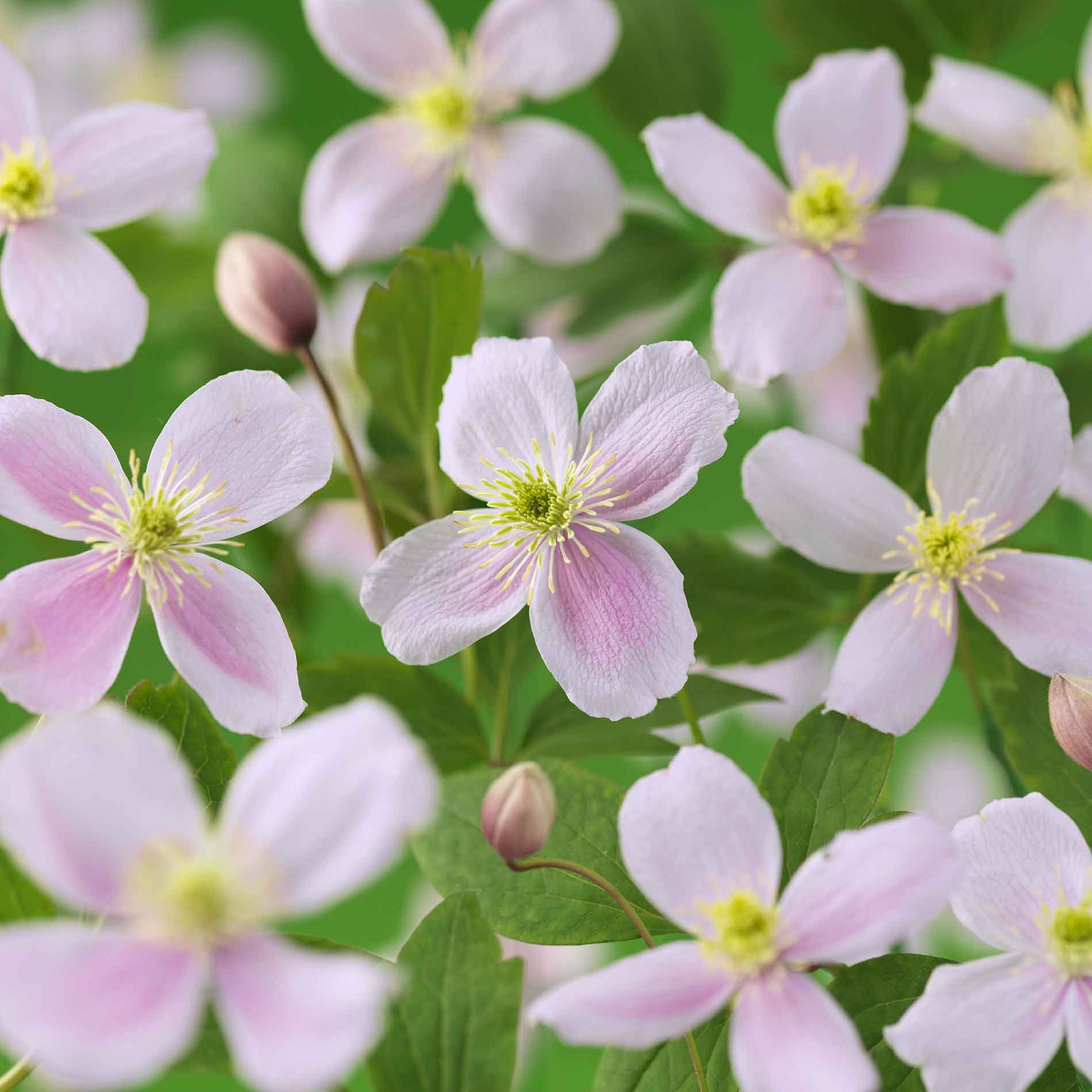 Clematis (Montana) 'Pink Perfection' 17cm