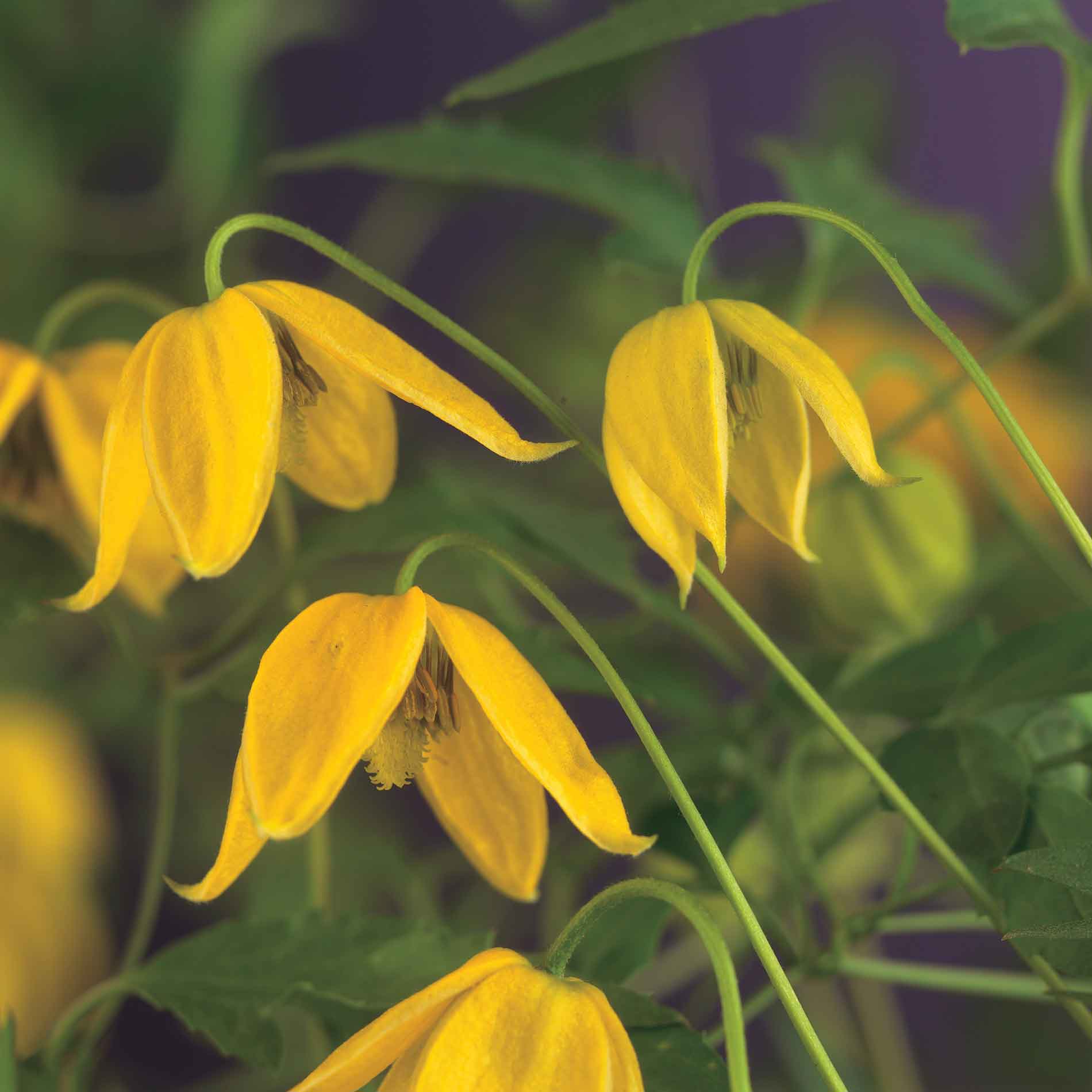 Clematis tangutica 17cm