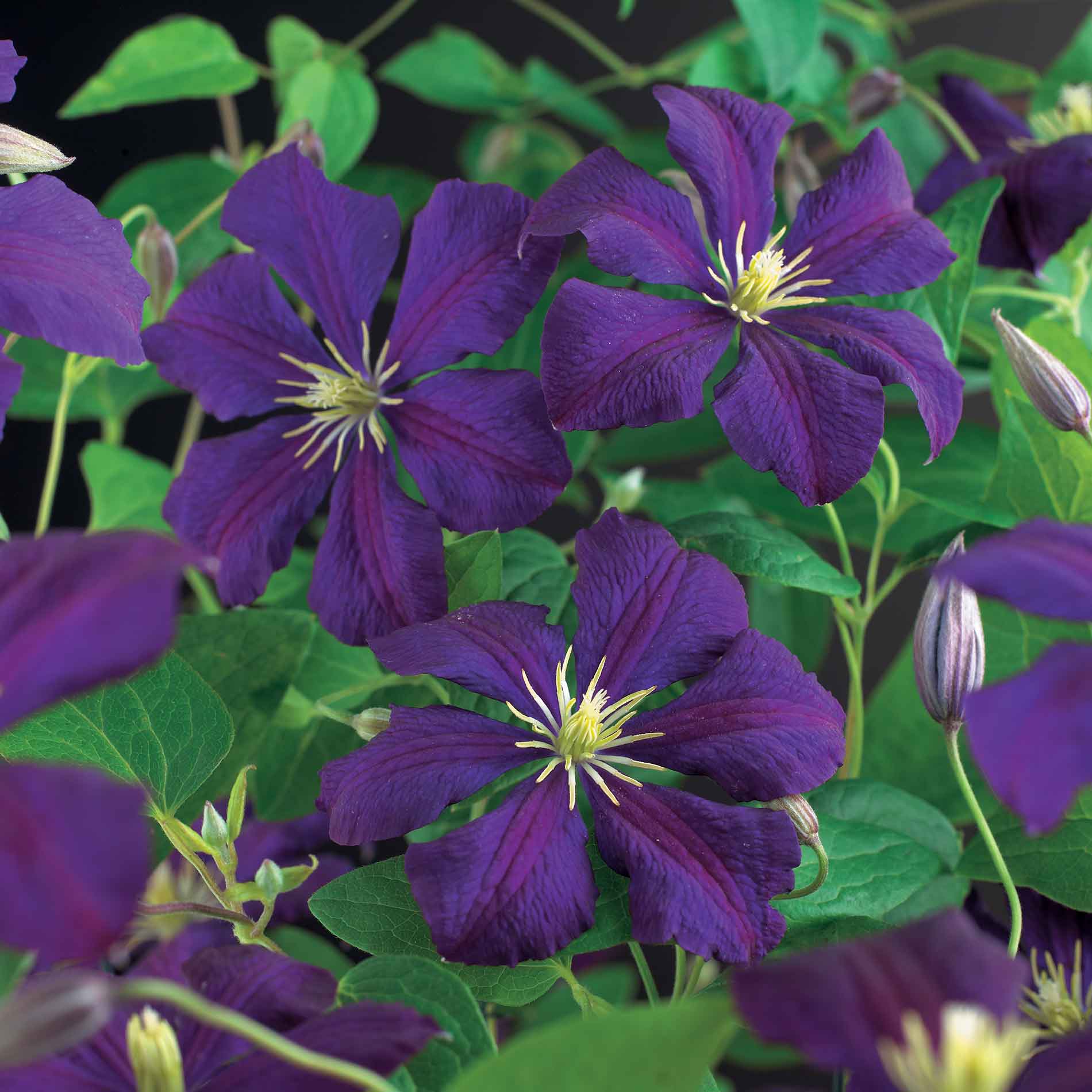 Clematis viticella 'Etoile Violette'