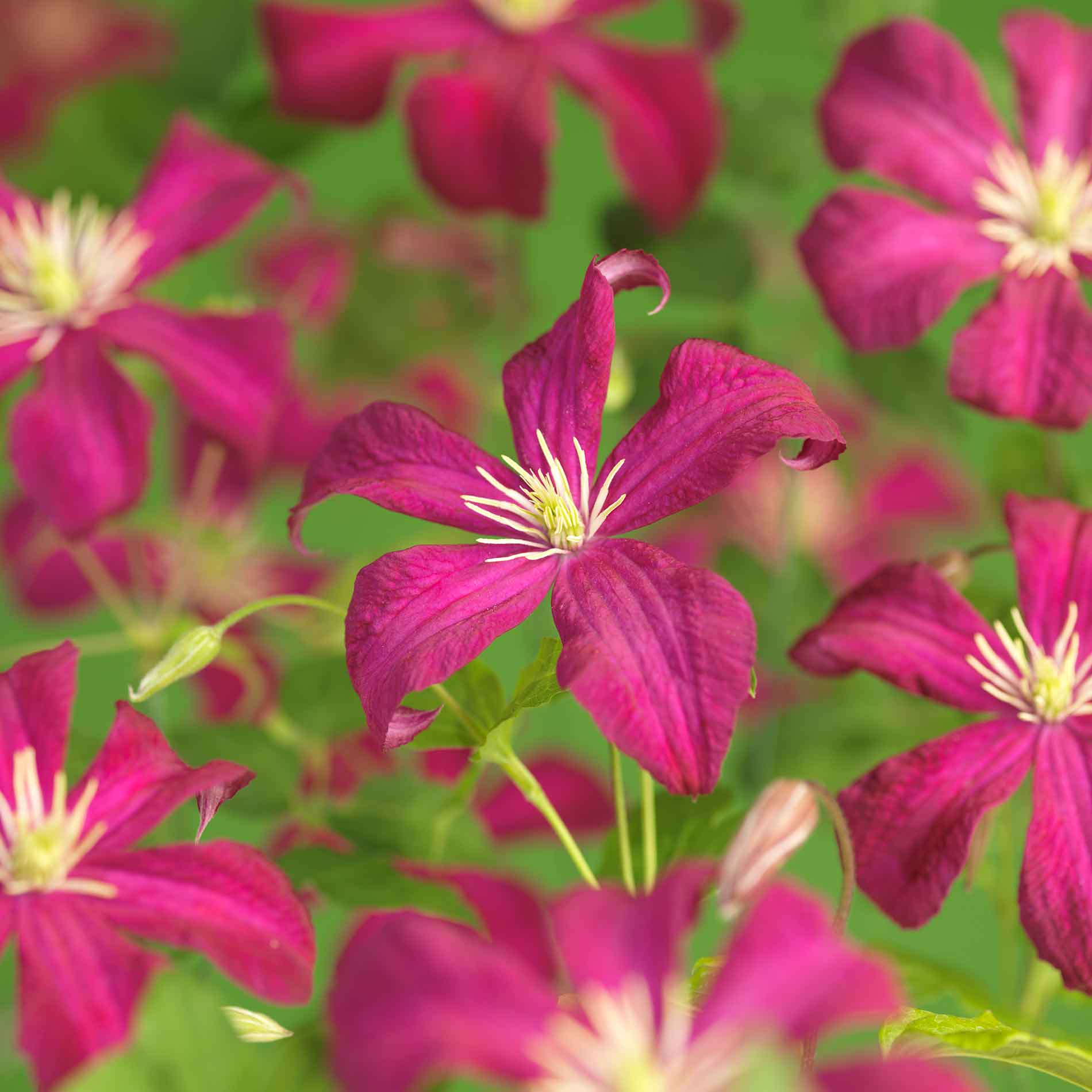 Clematis vit. 'Madame Julia Correvon'