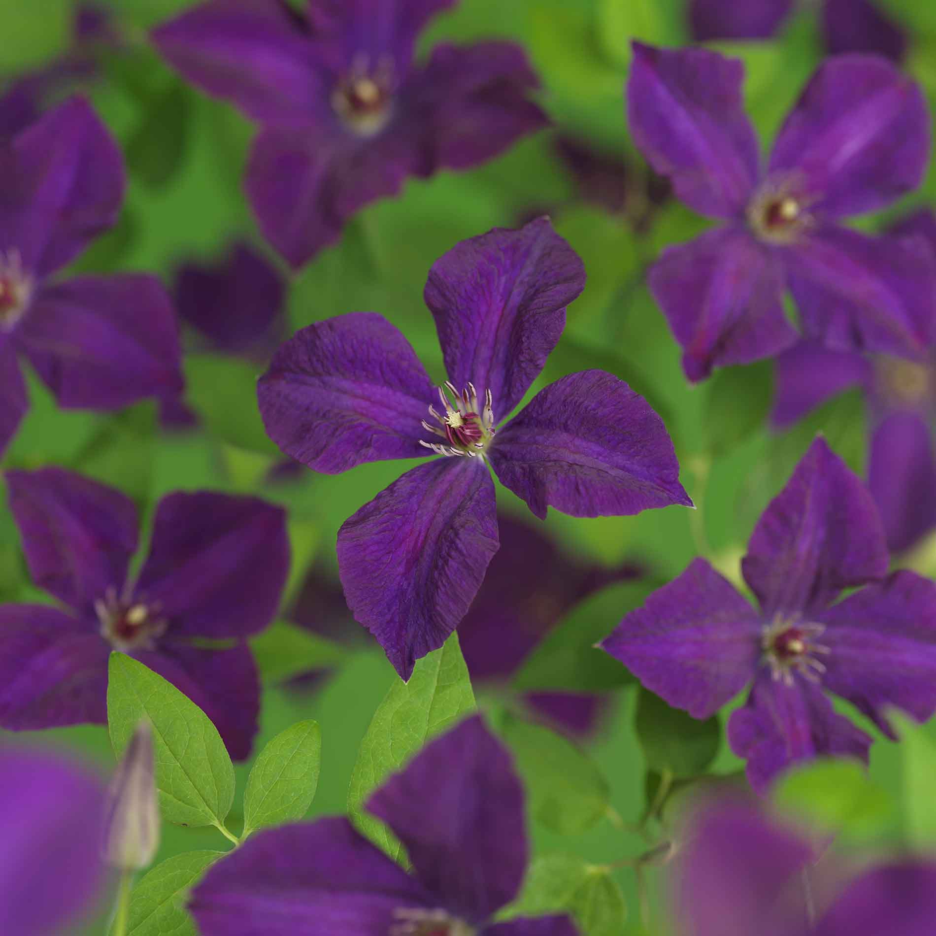 Clematis viticella 'Polish Spirit'
