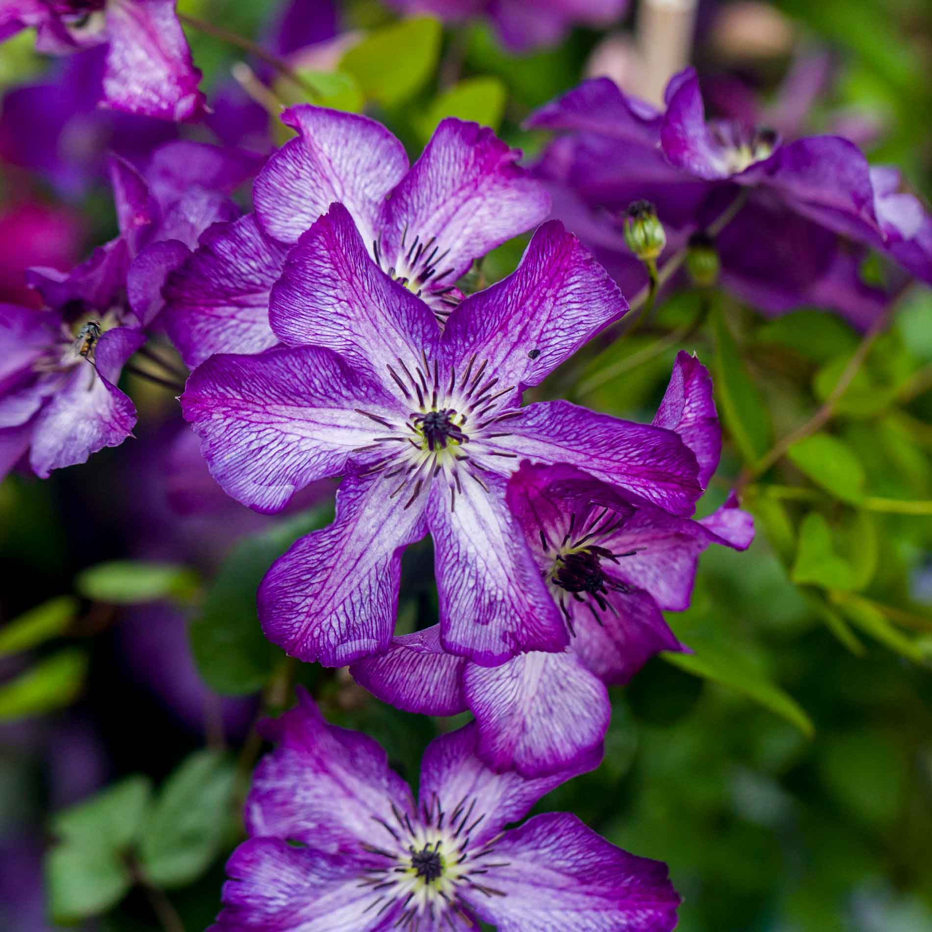 Clematis Super Nova 17cm