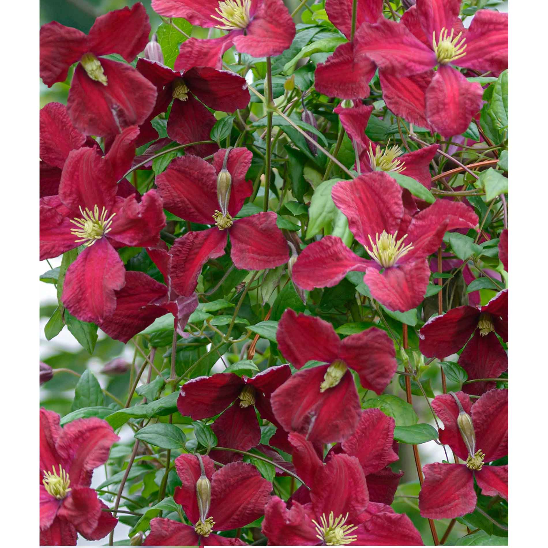 Clematis viticella Vitiwester 17cm