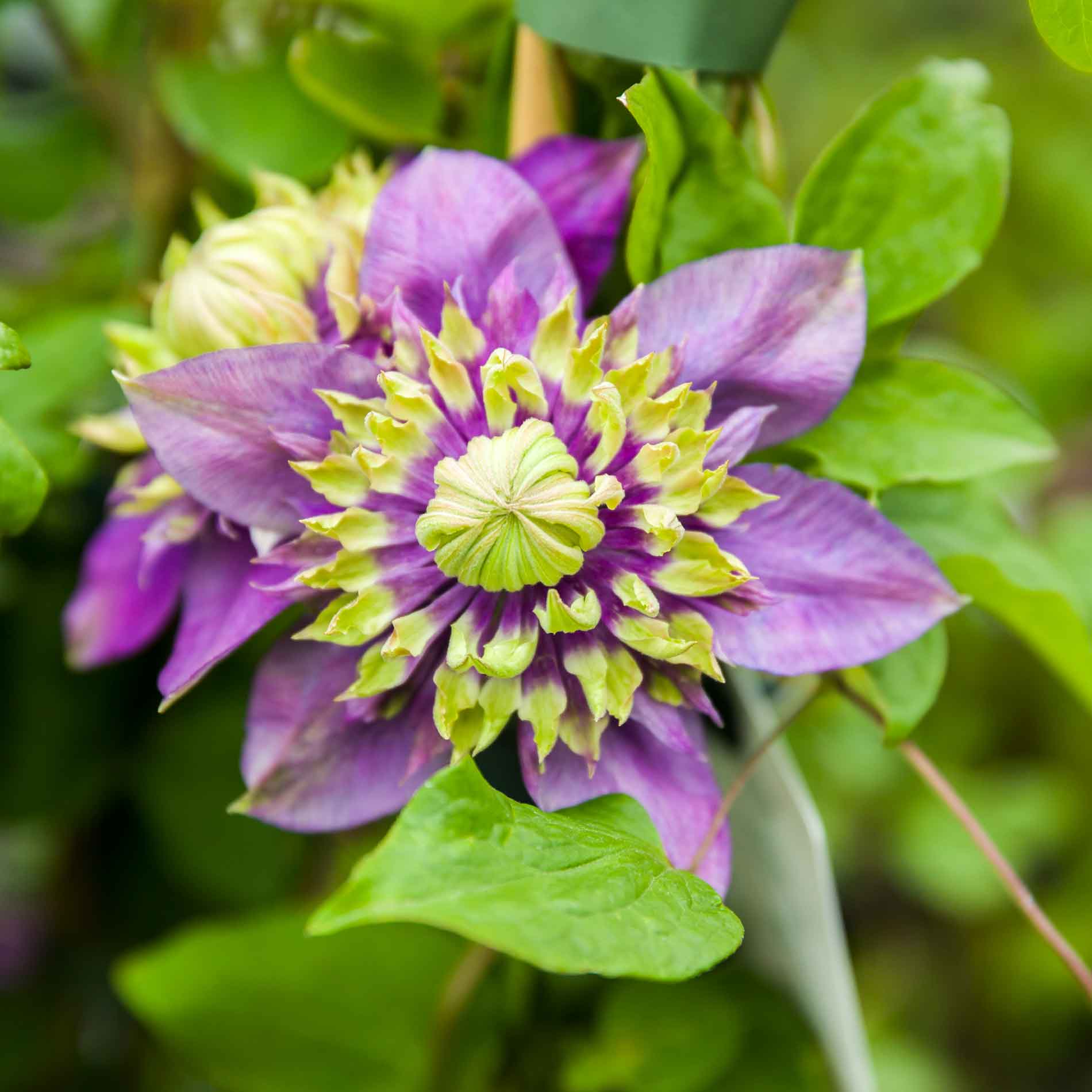Clematis Florida taiga 17cm