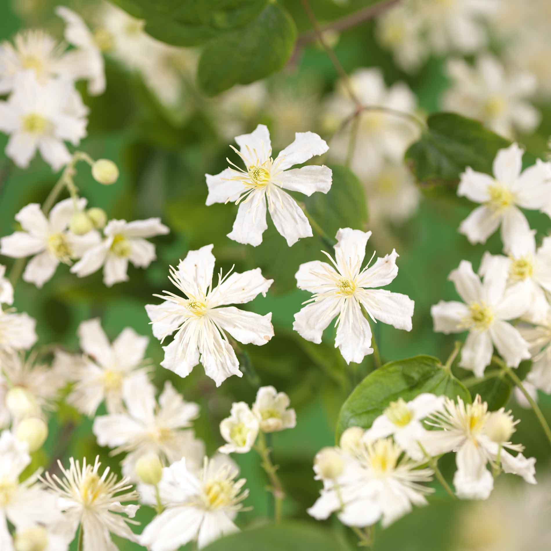 CLEMATIS 'PAUL FARGES' SUMMER SNOW C5