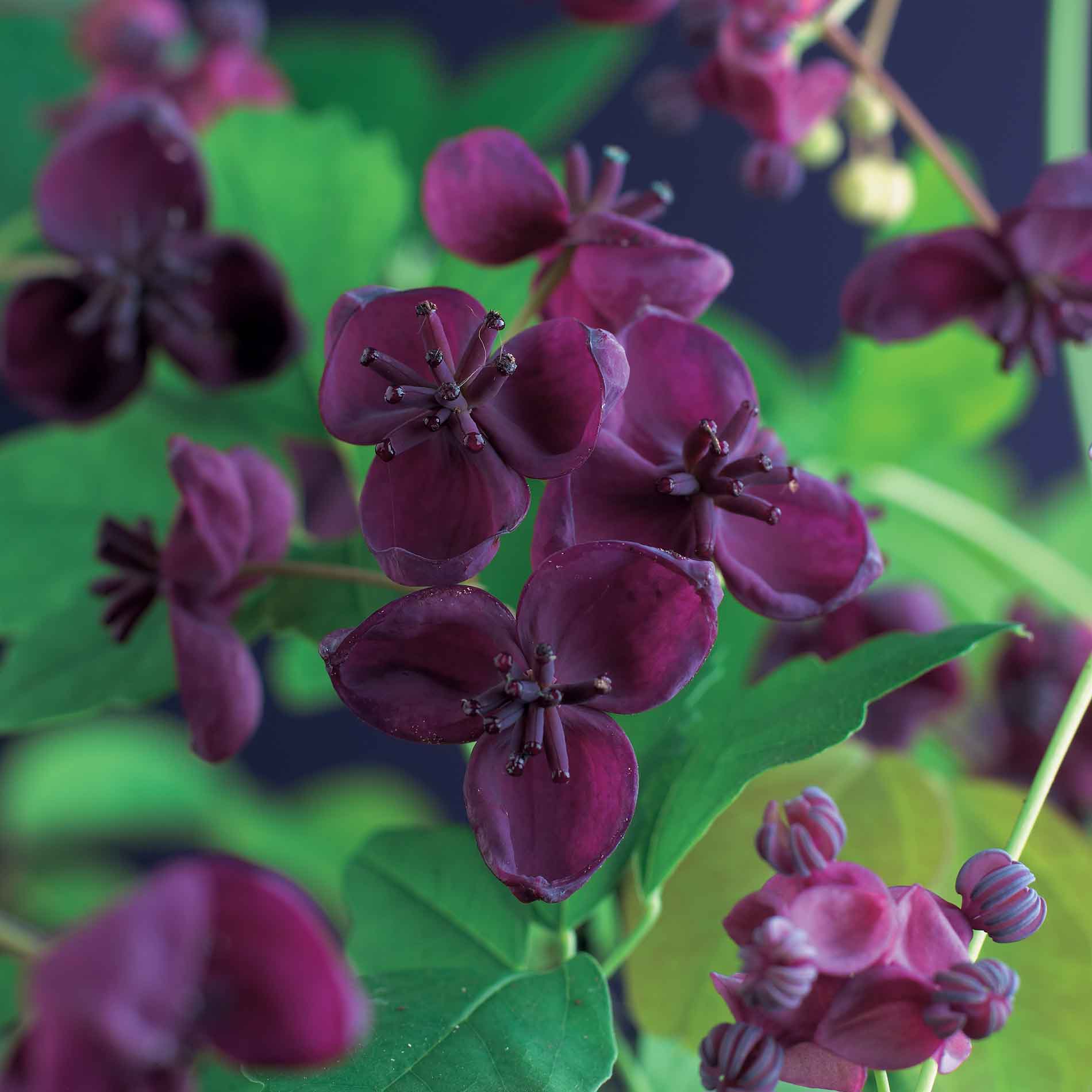 Akebia quinata Clt 3 150-180