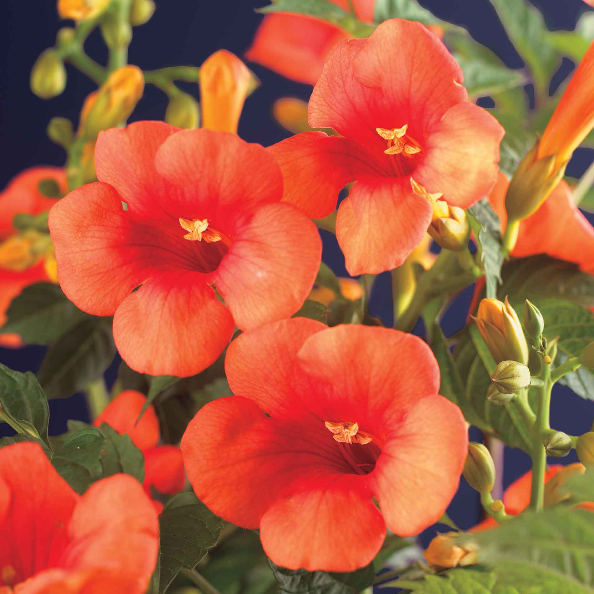 Campsis tagliabuana 'Madame Galen' 'Madame Galen'