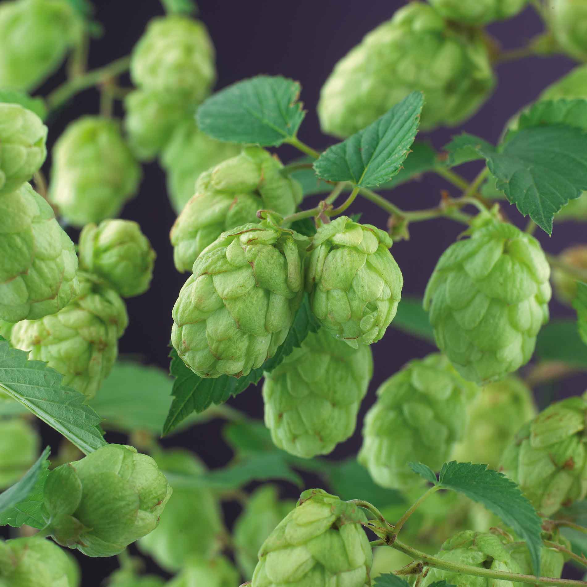 Hop plant - Humulus lupulus Nordbrau