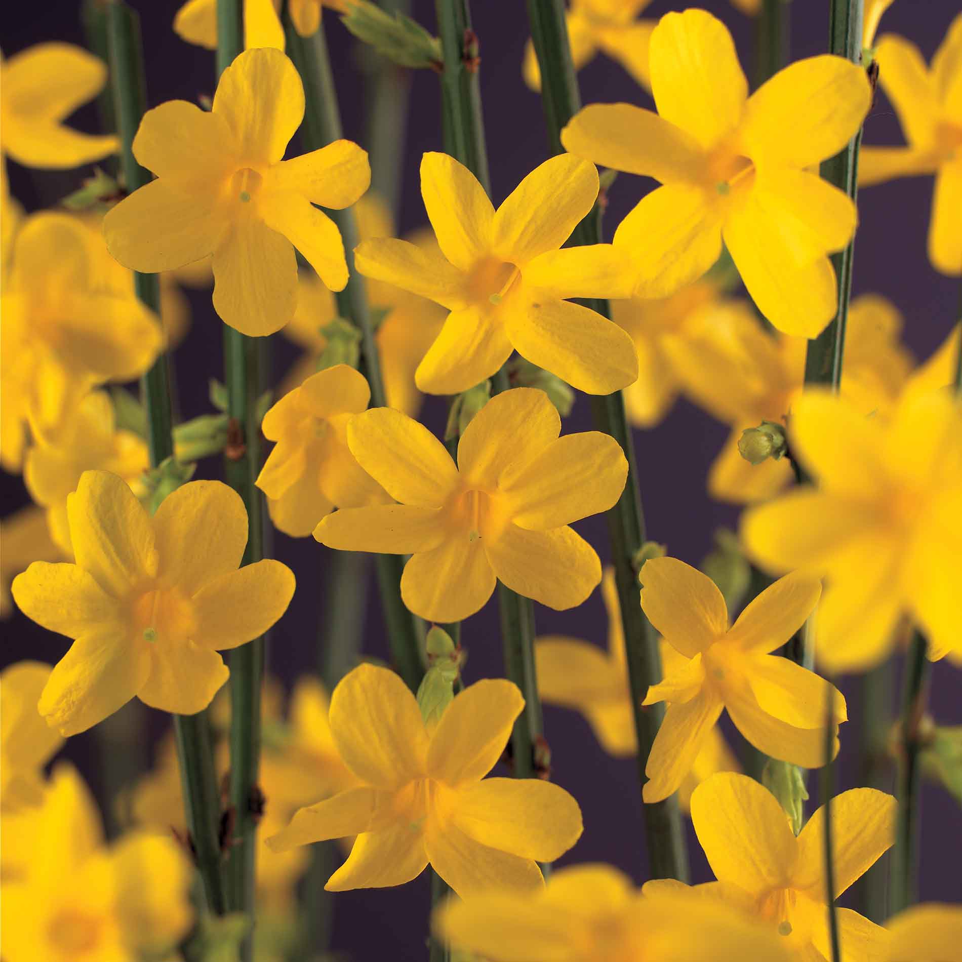 Jasminum nudiflorum New etiket 17cm