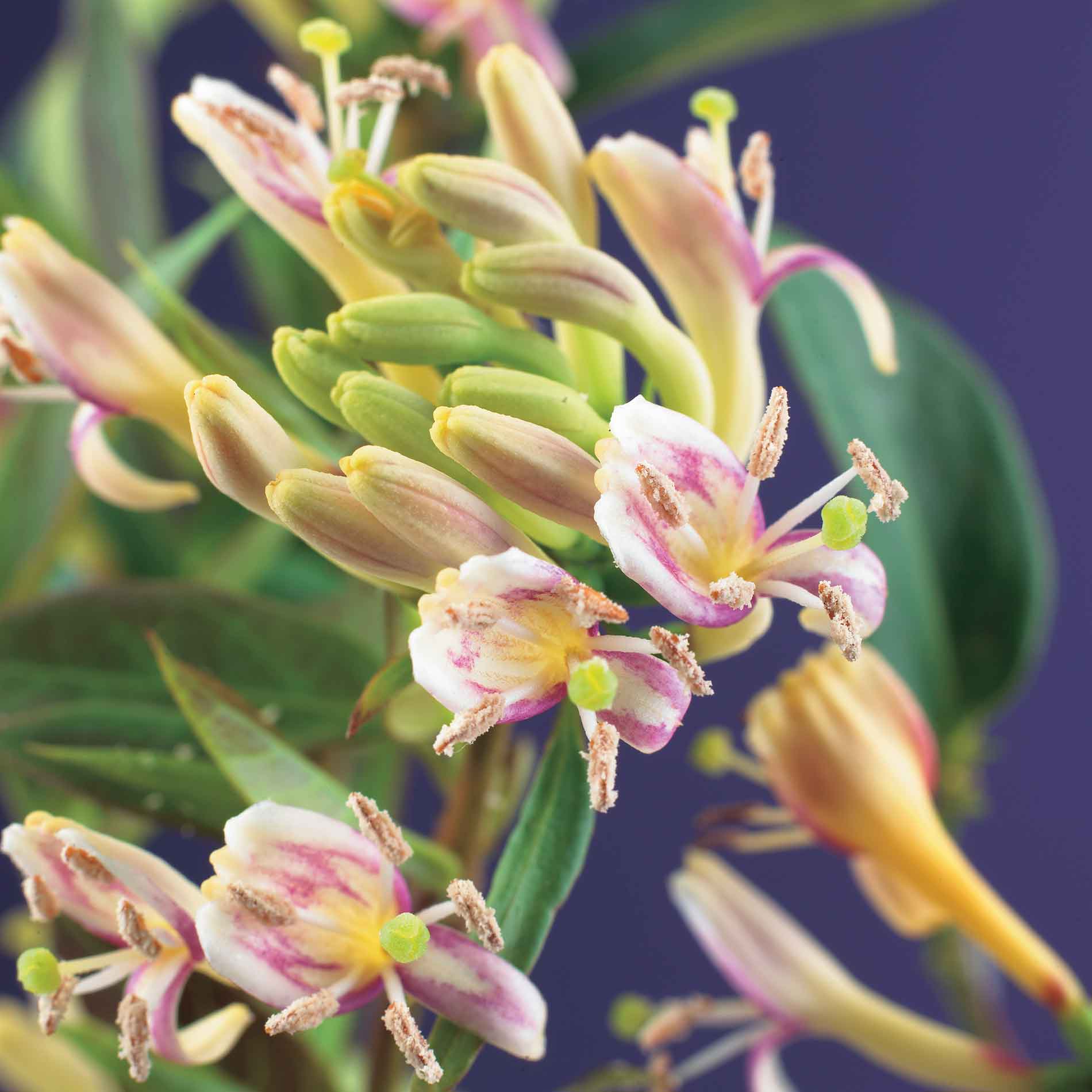 Lonicera climbing henryi 'Copper Beauty' 17cm