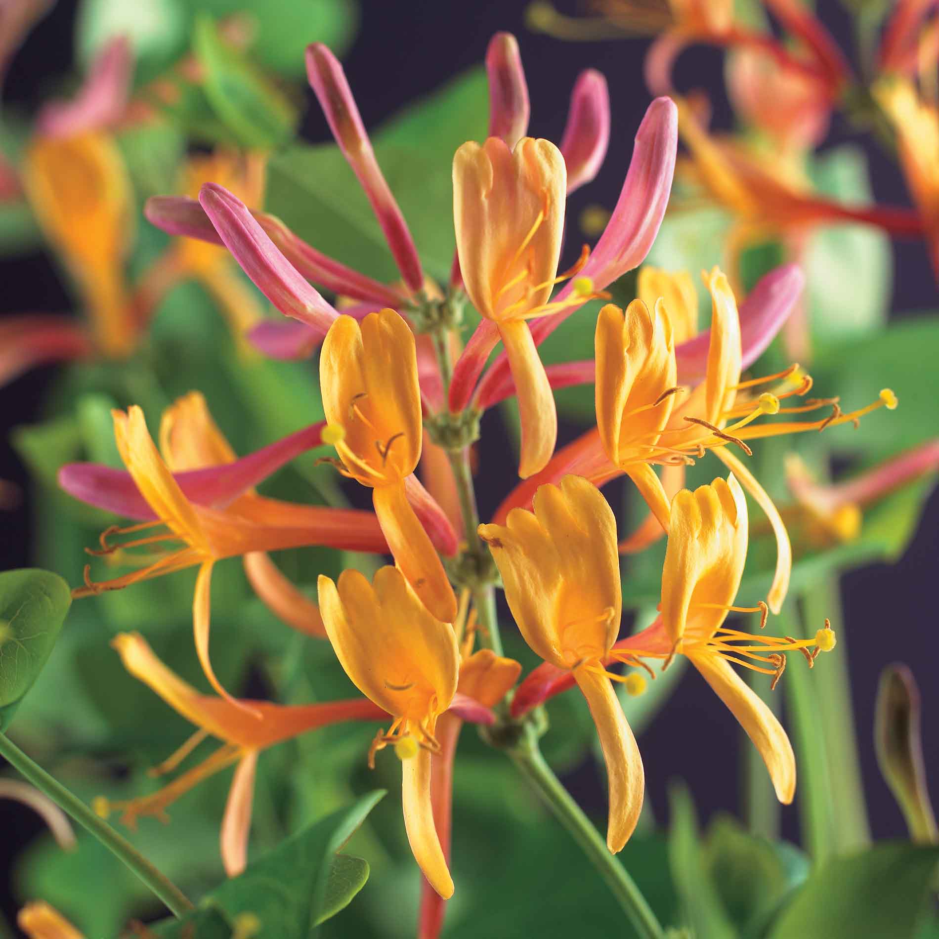 Lonicera heckr. 'American Beauty' 150-175cm 5.5L